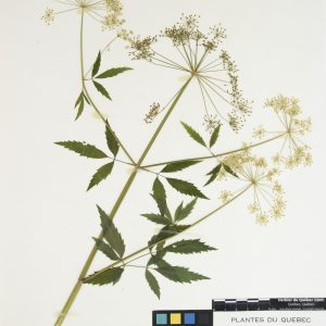 Cicutaire maculée