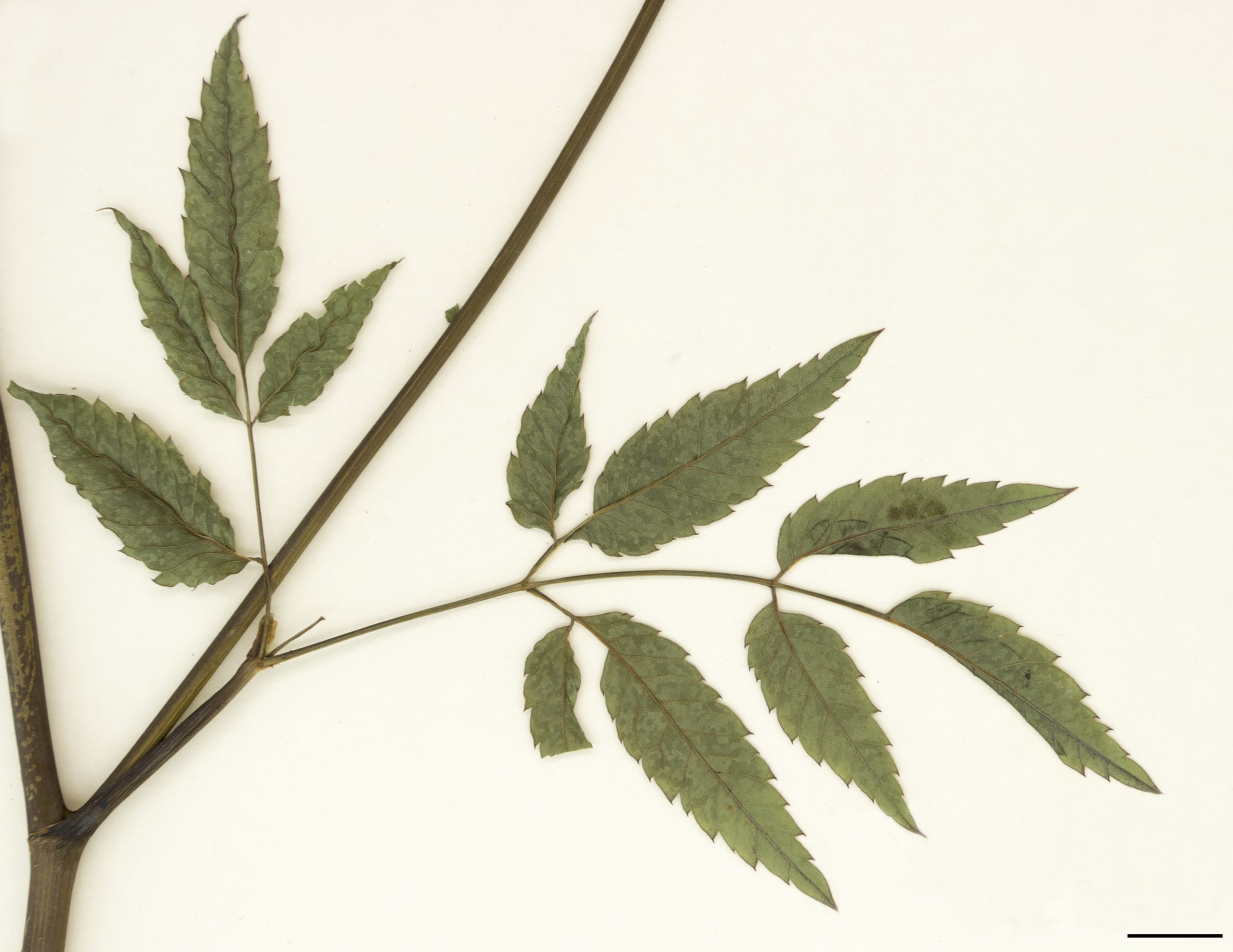 Feuilles composées de folioles à marge dentée