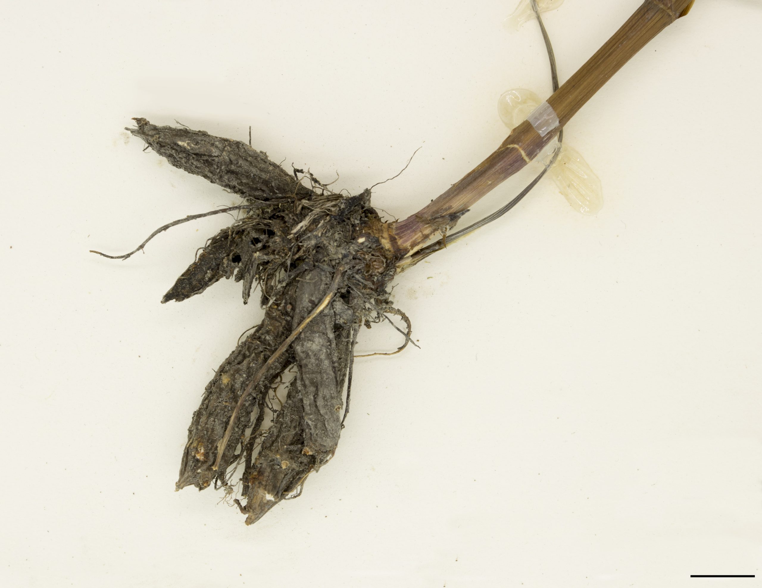 Rhizomes épais comprenant des tubercules