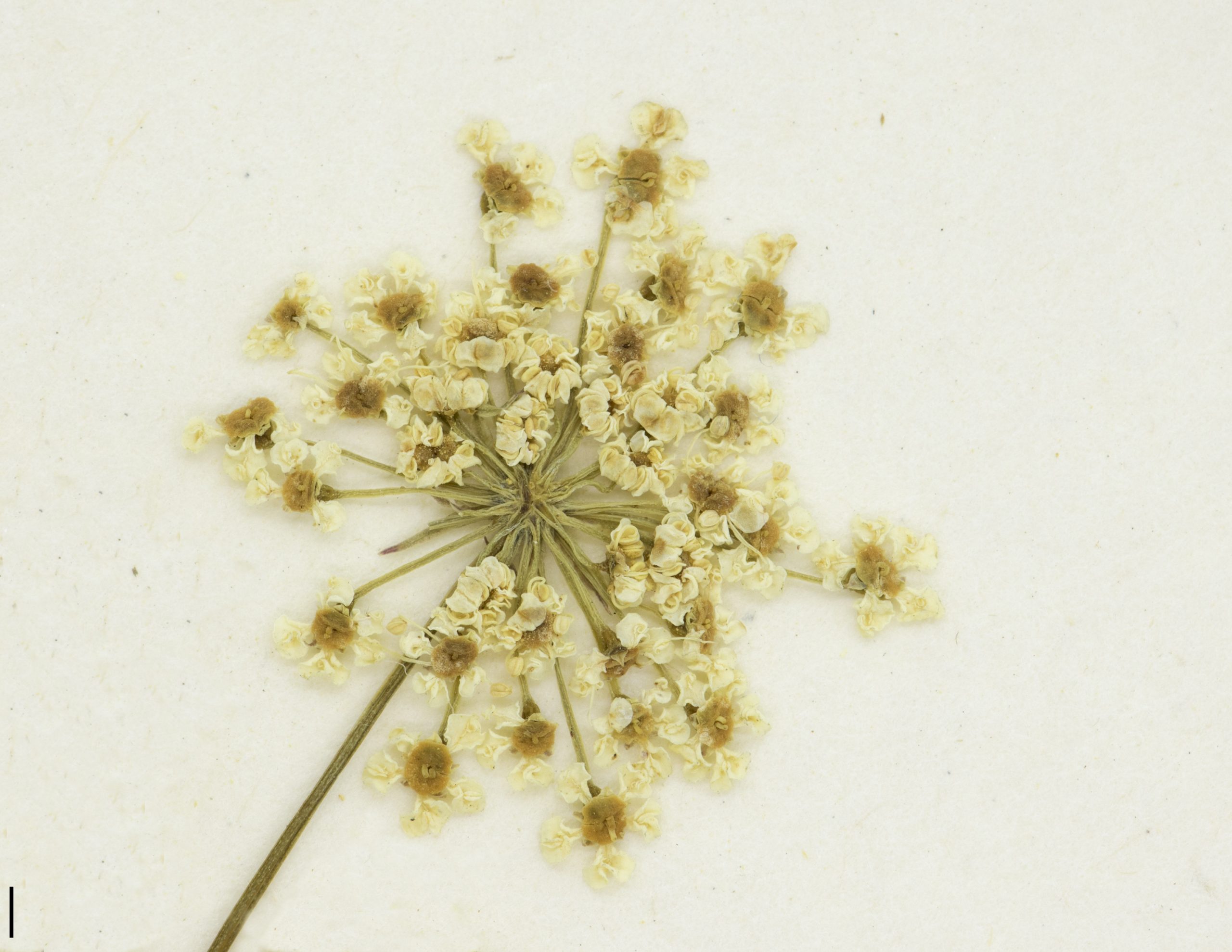 Fleurs blanches disposées en ombelles