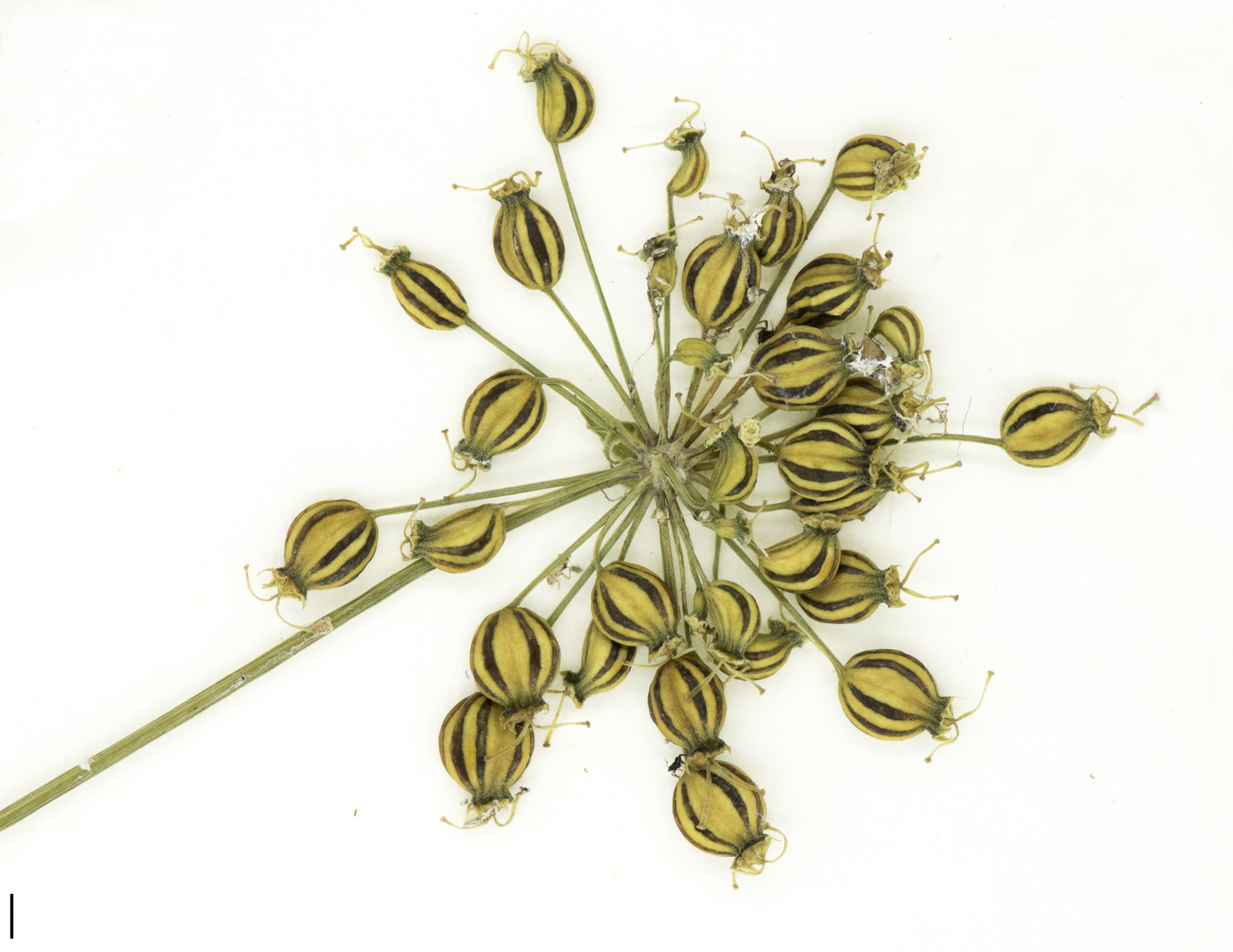 Infrutescence, akènes