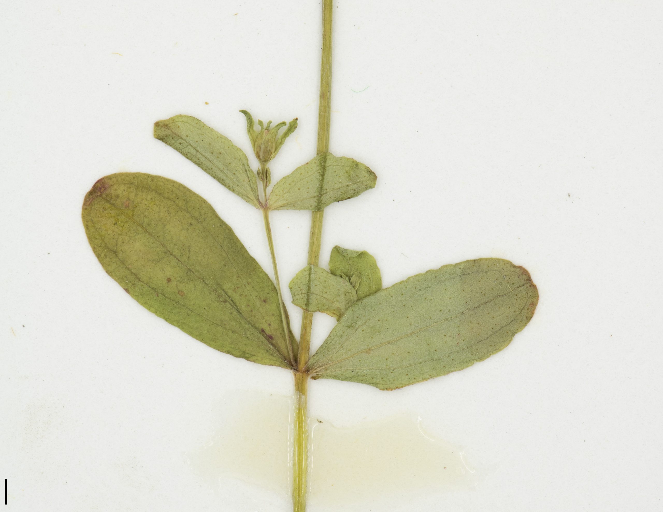 Feuilles opposées, ponctuées de glandes translucides