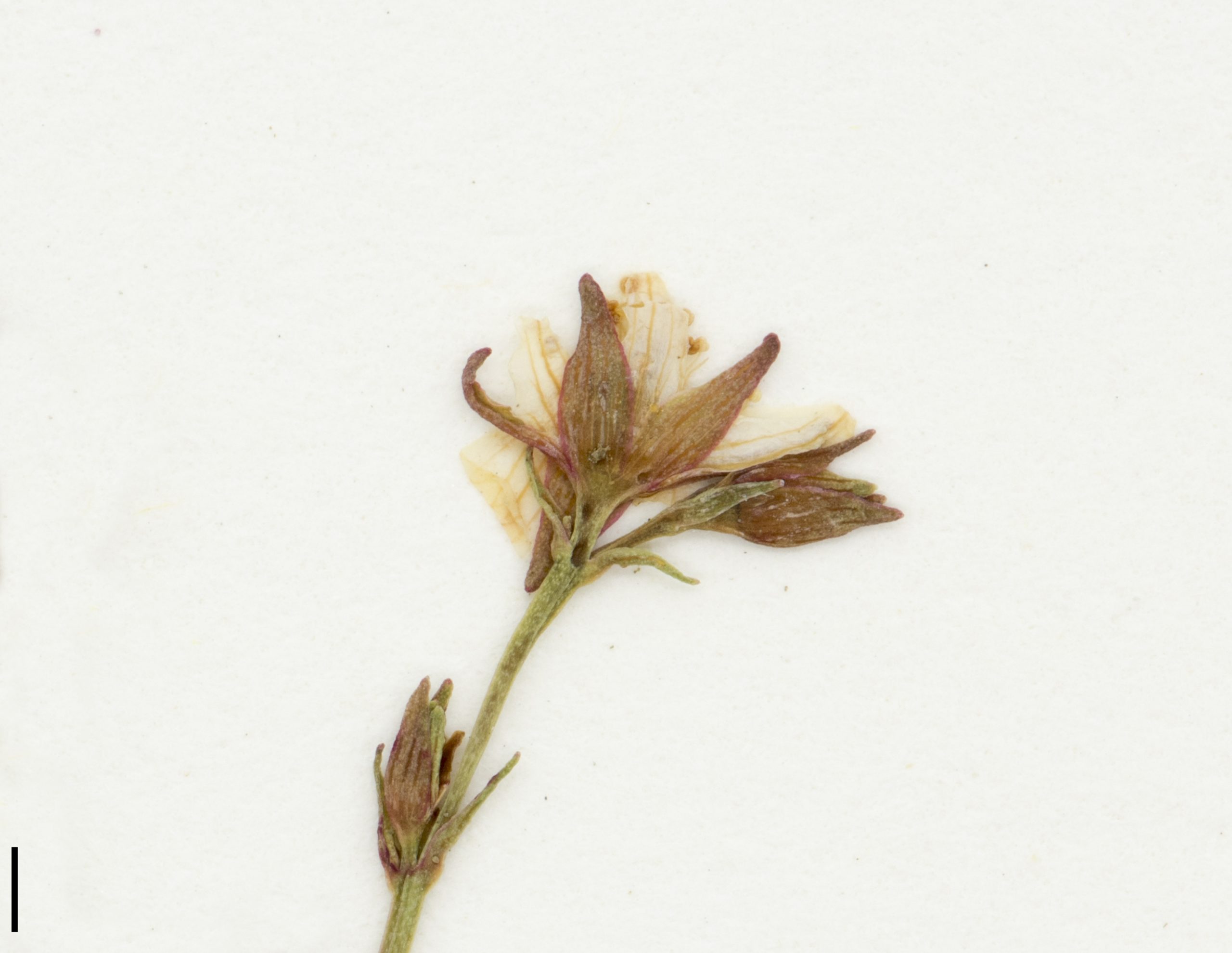 Fleur jaune à 5 pétales