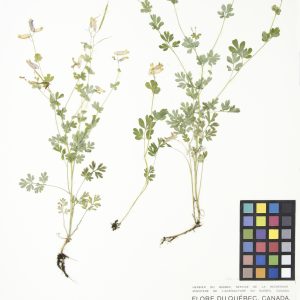 Corydale toujours verte
