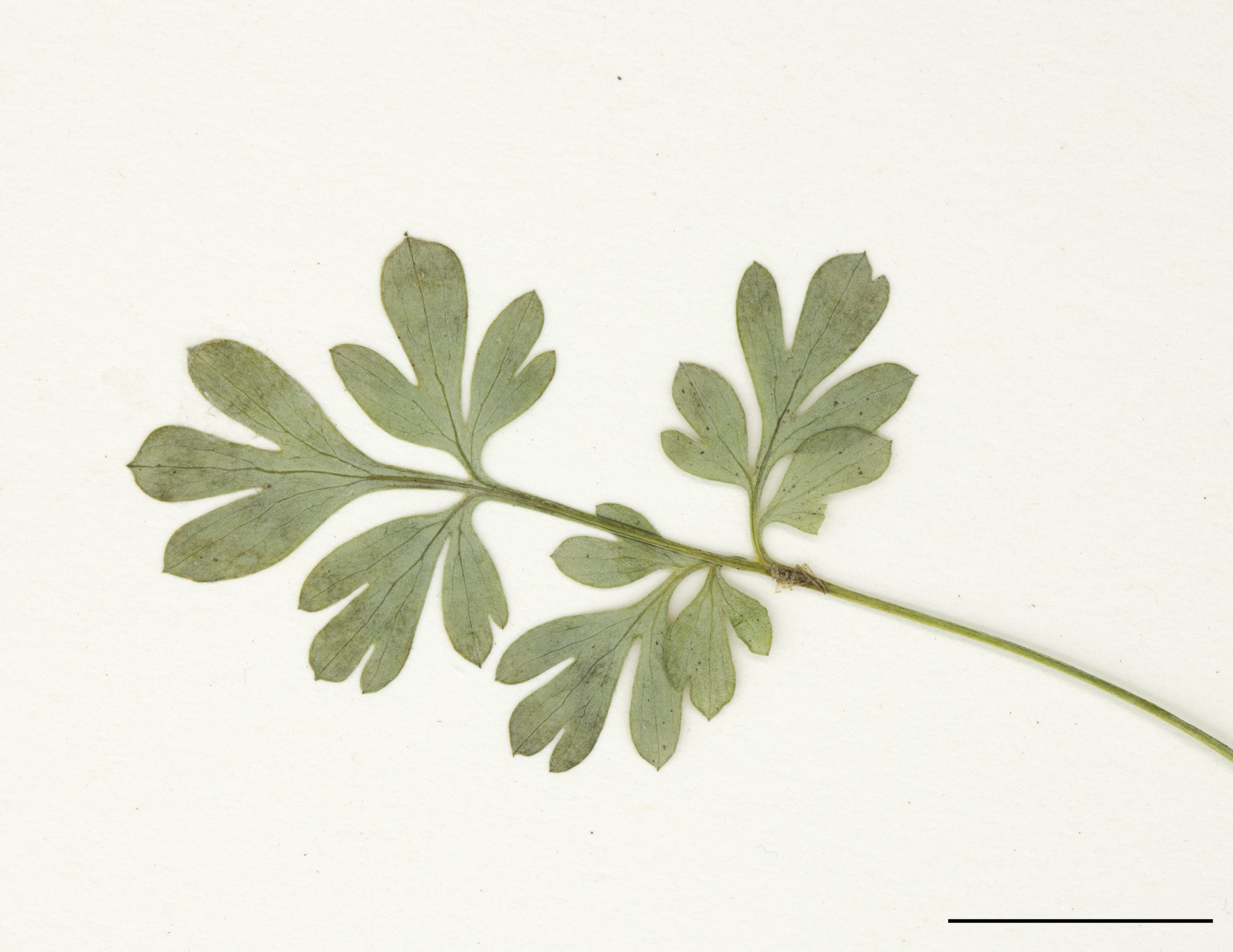 Feuille composée de folioles profondément découpés
