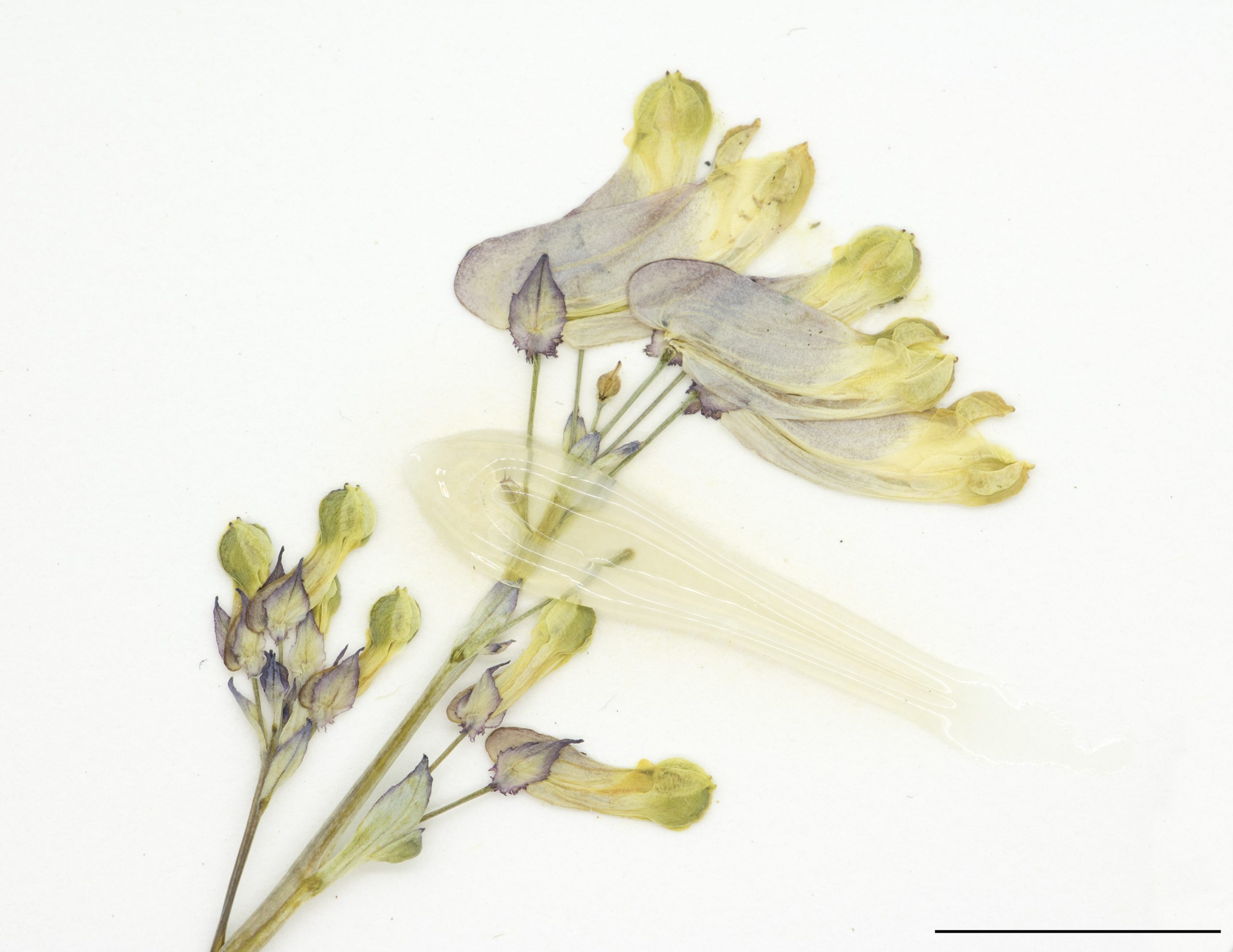 Fleurs irrégulières, roses et jaunes.