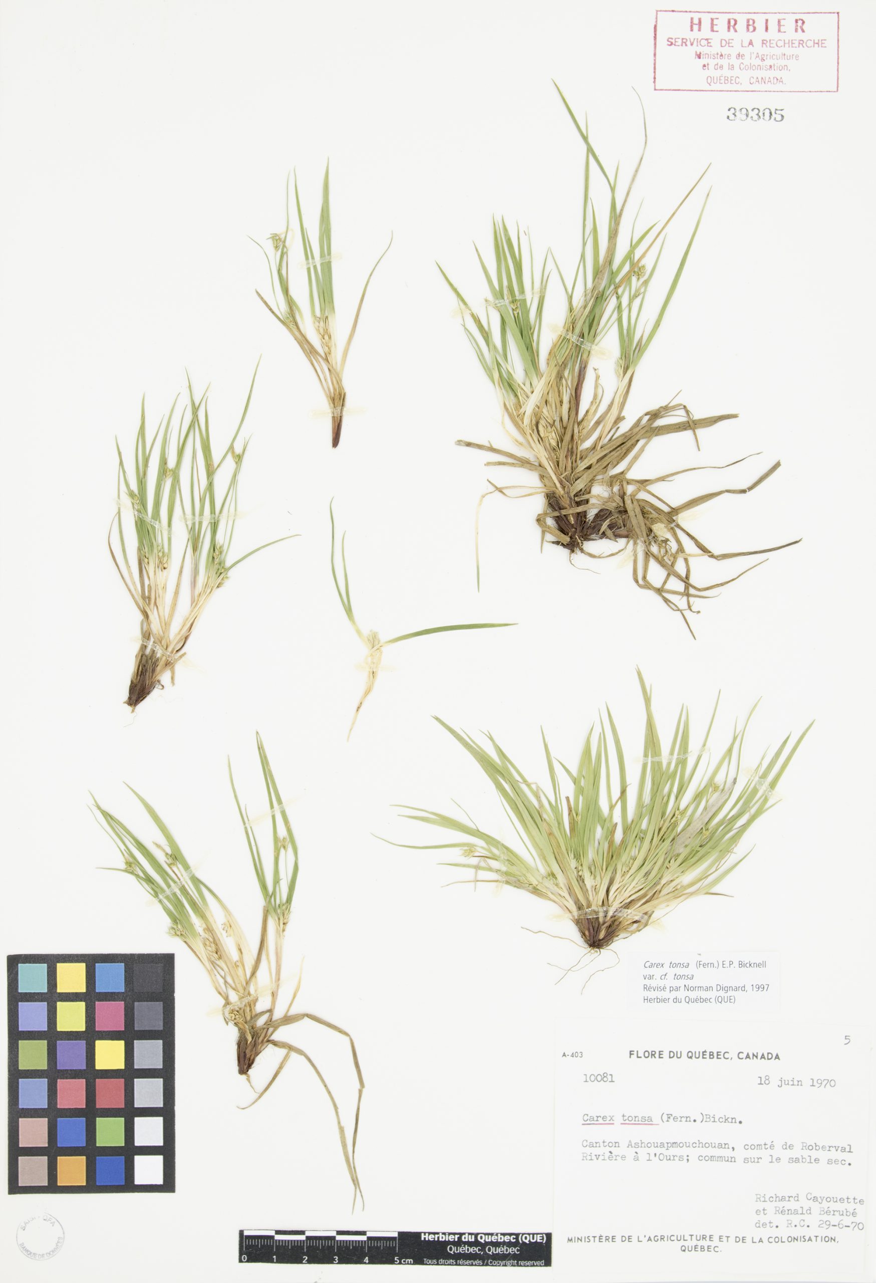 Carex à fruits glabres