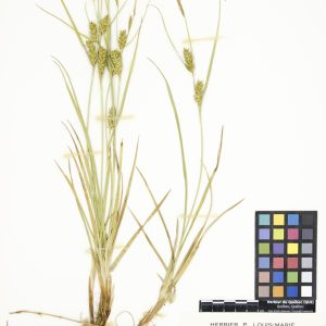 Carex de Houghton