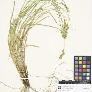 Carex fourrager