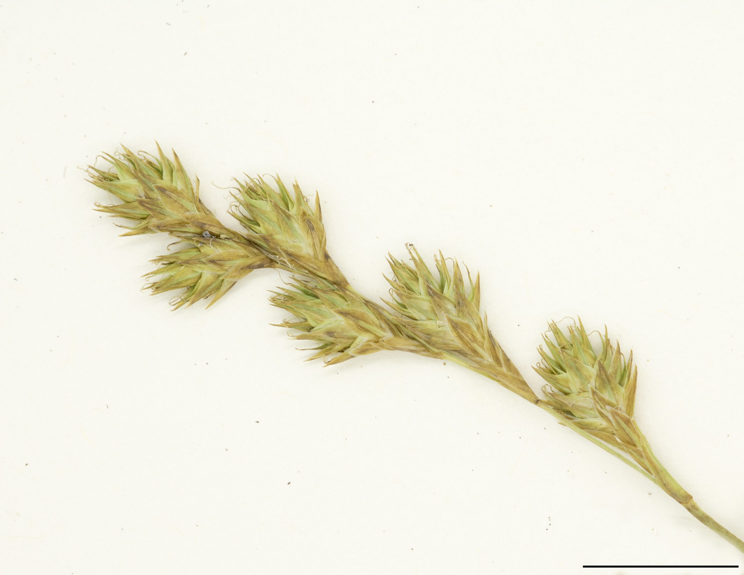 Épis composés de fleurs mâles et femelles