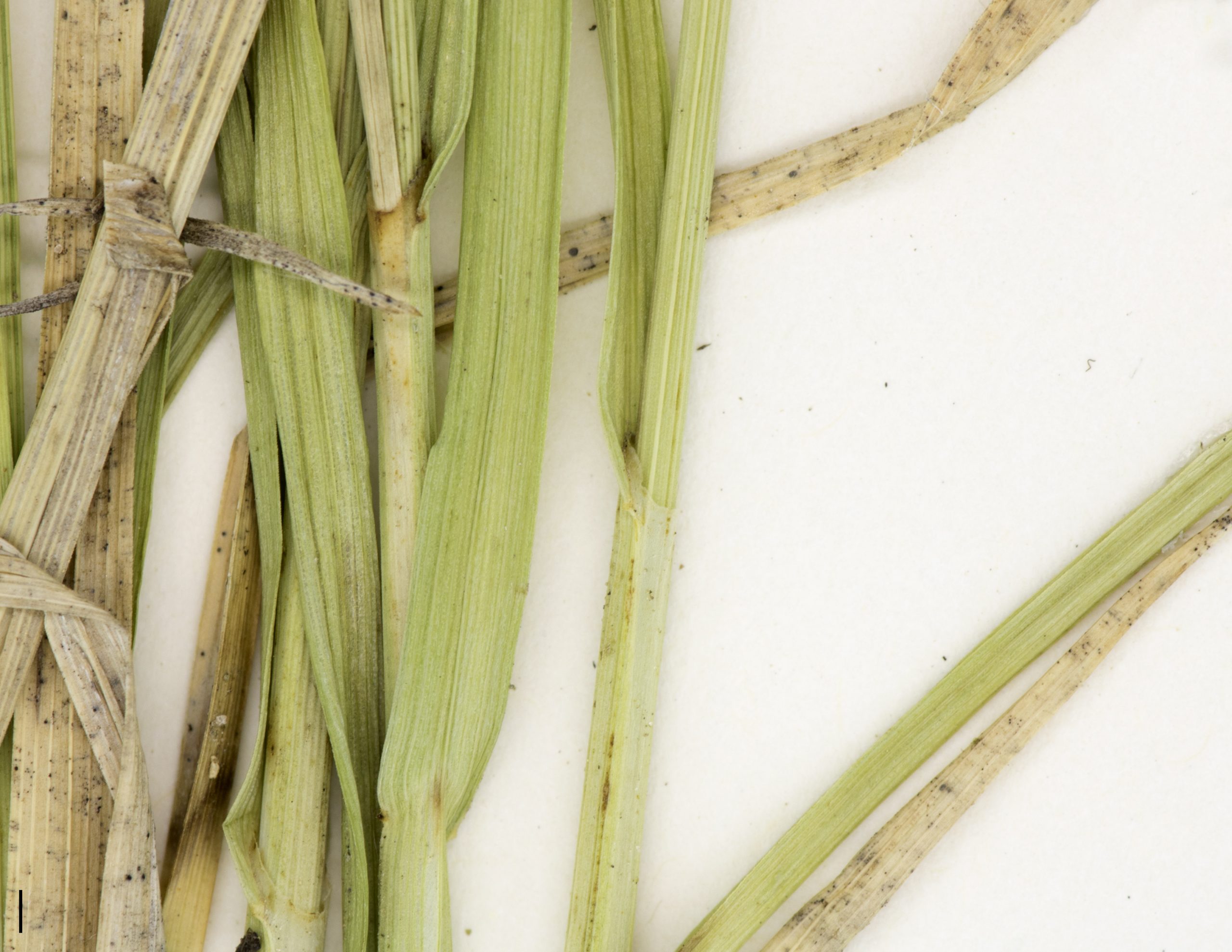 Tige triangulaire, gaine verdâtre et tronquée au sommet