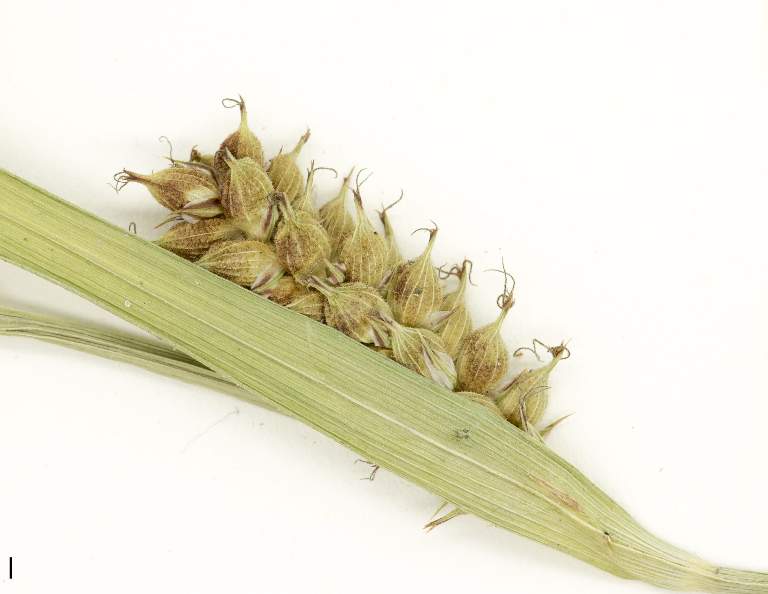 Épi femelle cylindrique