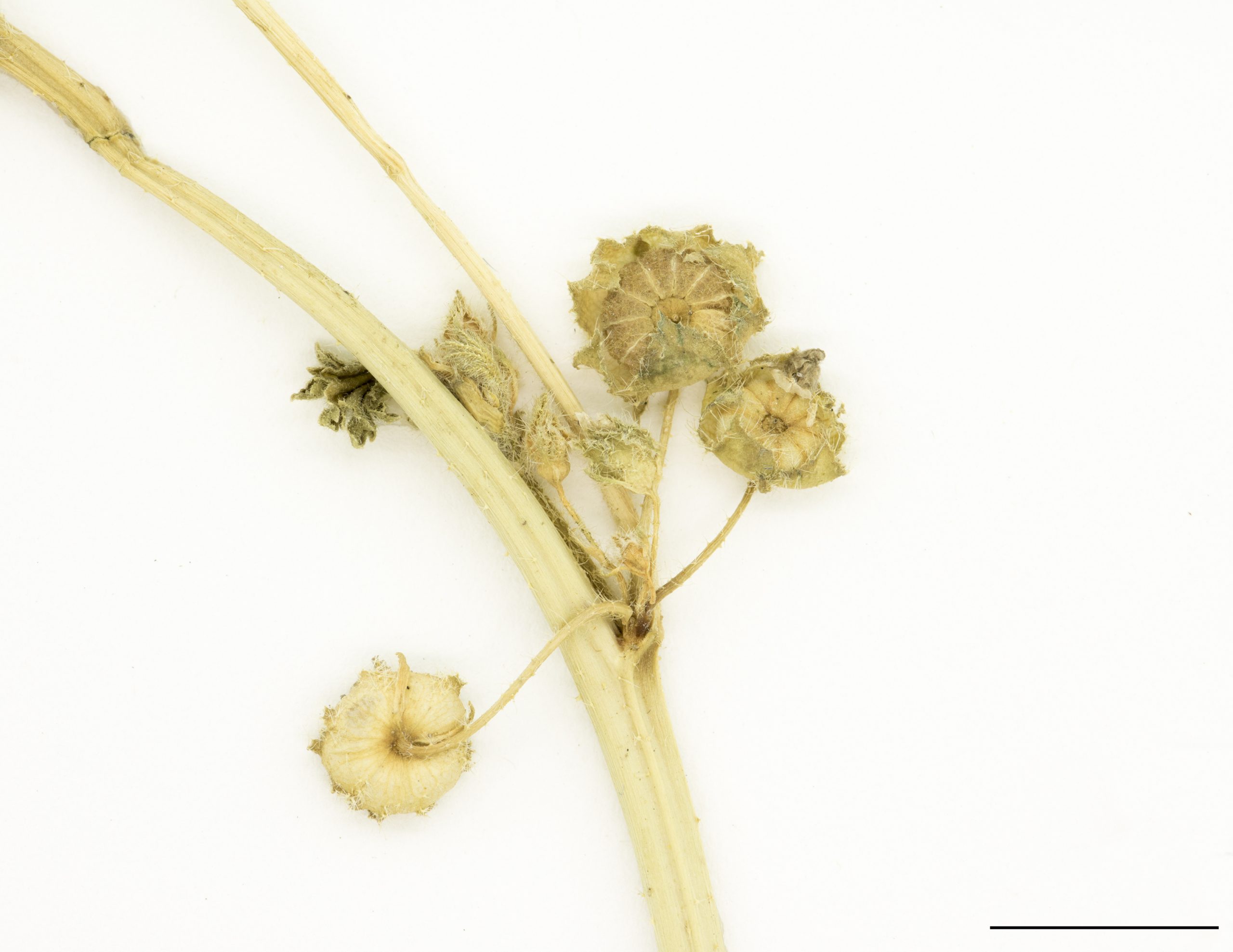 Fruit (schicocarpe) composé de 10 ou 11 méricarpes