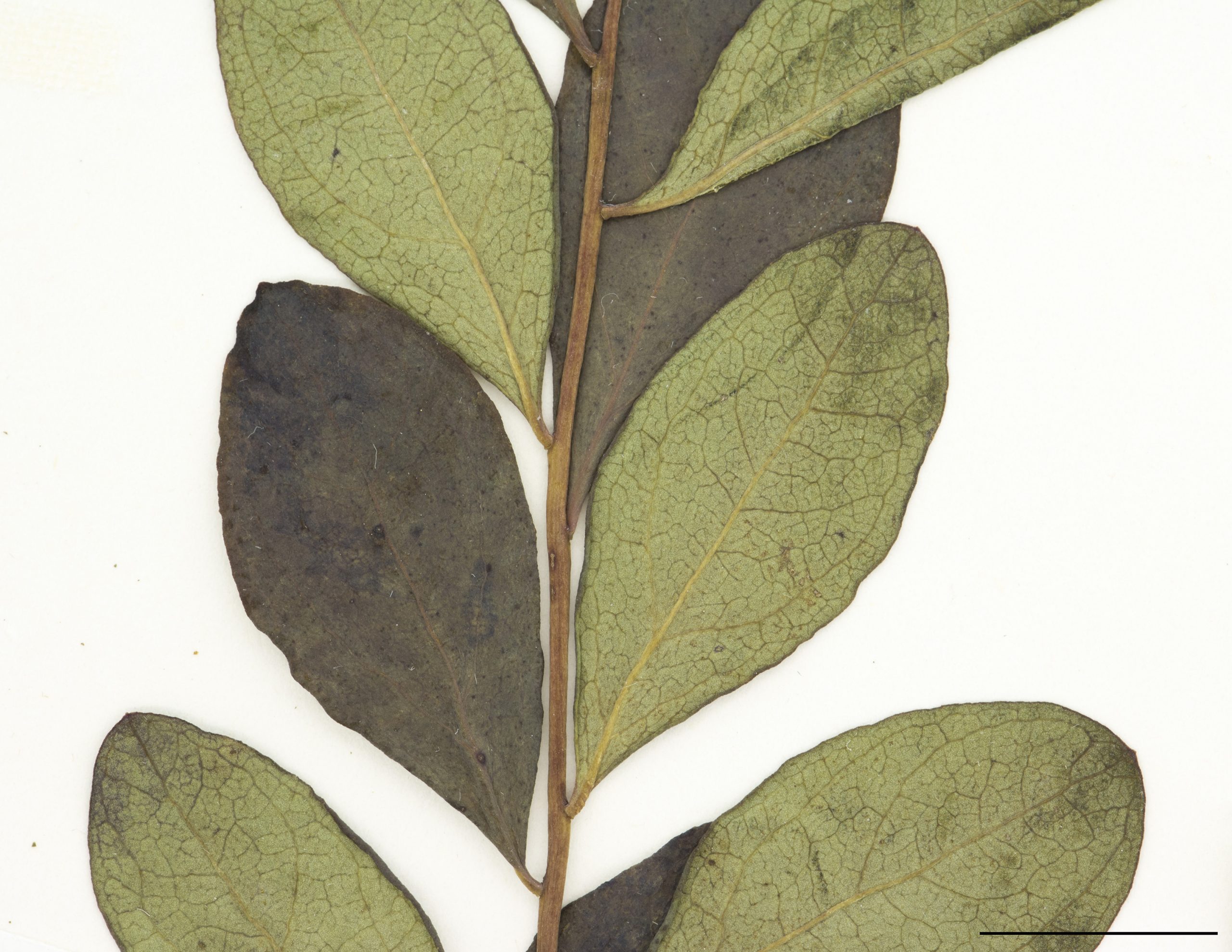 Feuilles ovales et arrondies au sommet