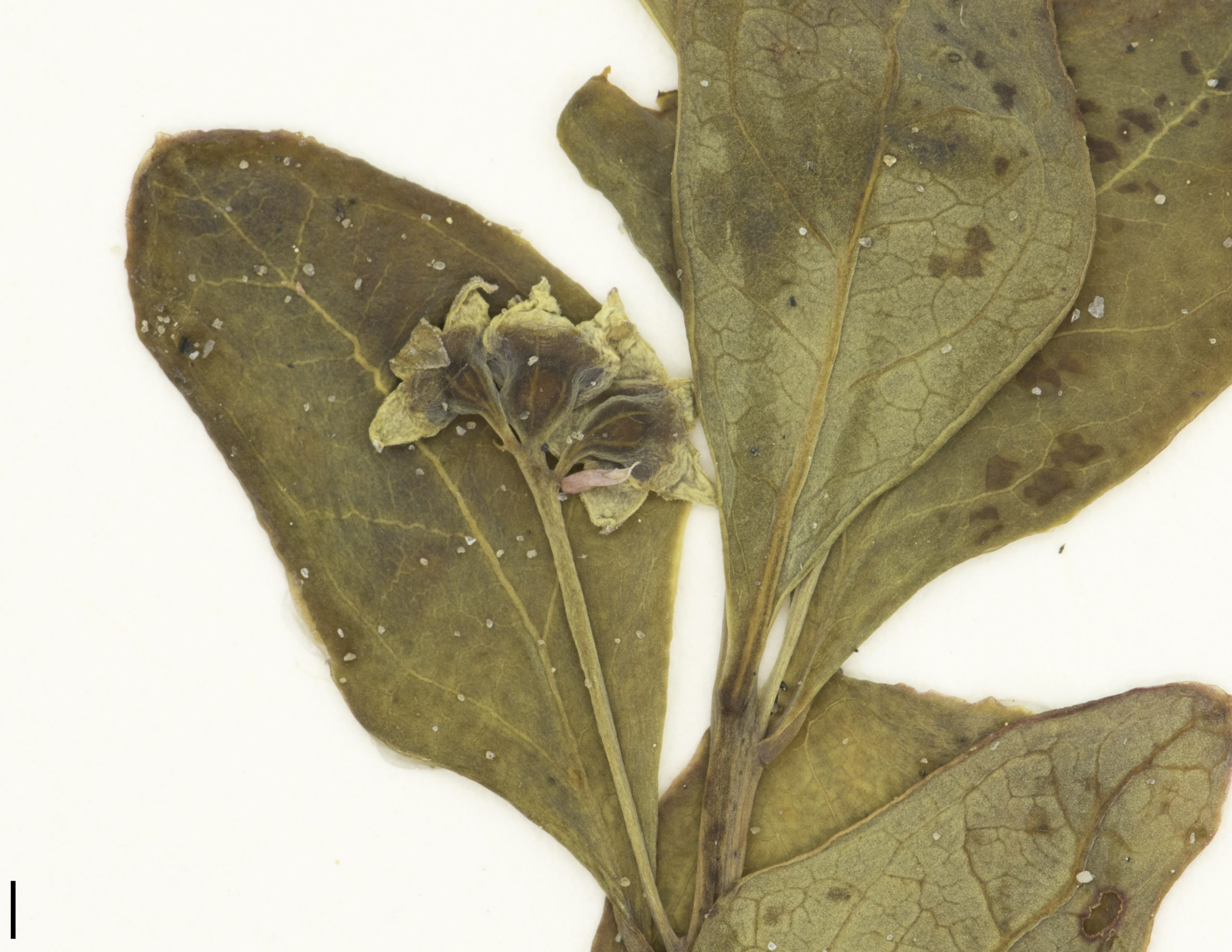 Inflorescence comportant des fleurs mâles et une fleur bisexuée