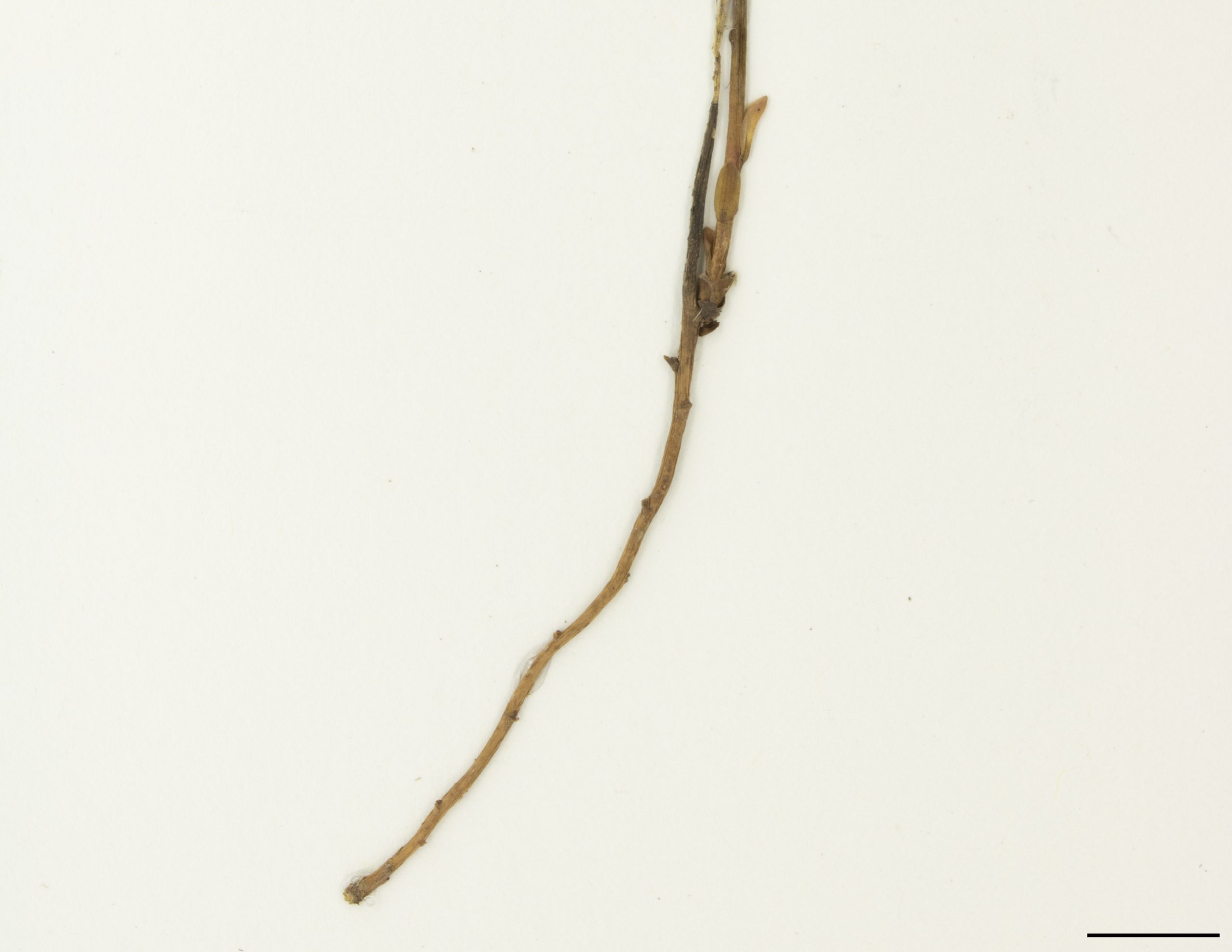 Système racinaire composé d’un long rhizome