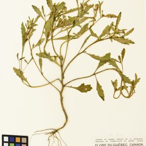 Caquillier édentulé