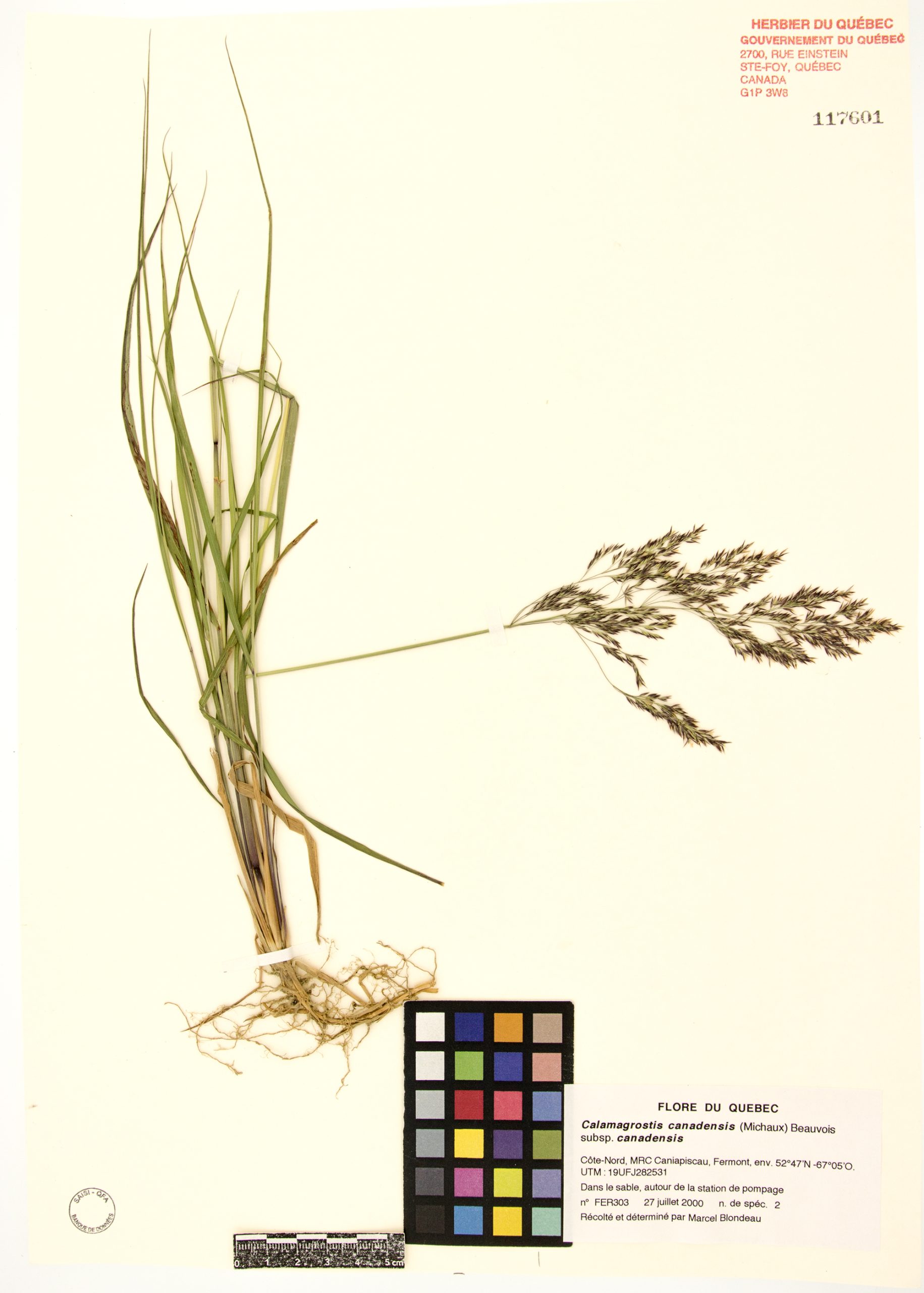 Calamagrostide du Canada