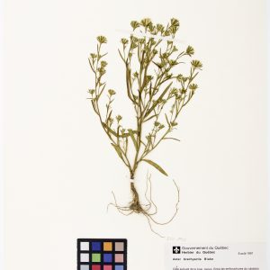 Aster à rayons courts