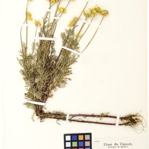 Camomille jaune