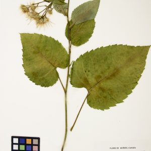 Aster à grandes feuilles