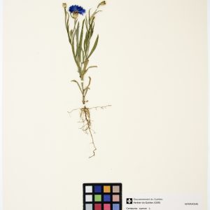 Centaurée bleuet
