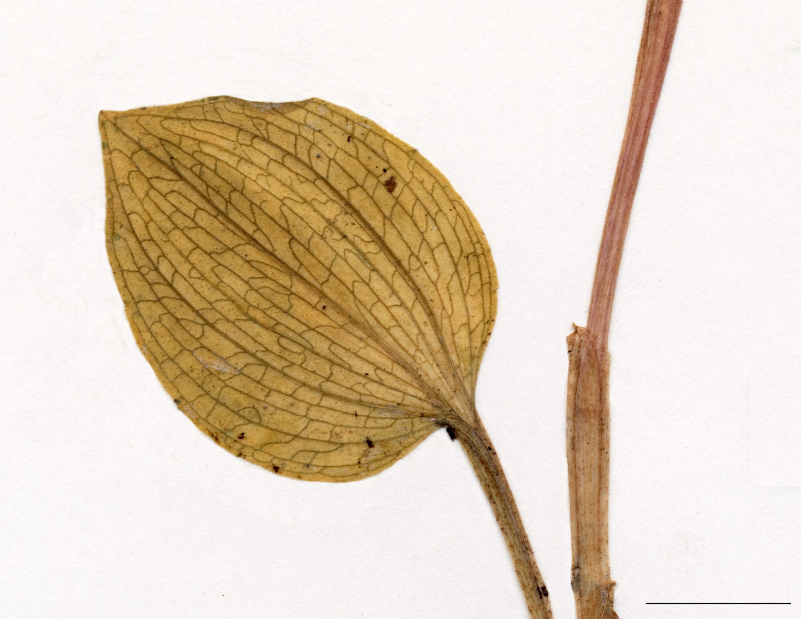Feuille solitaire, basale, simple, pétiolée, ovée, suborbiculaire ou elliptique, entière, glabre.