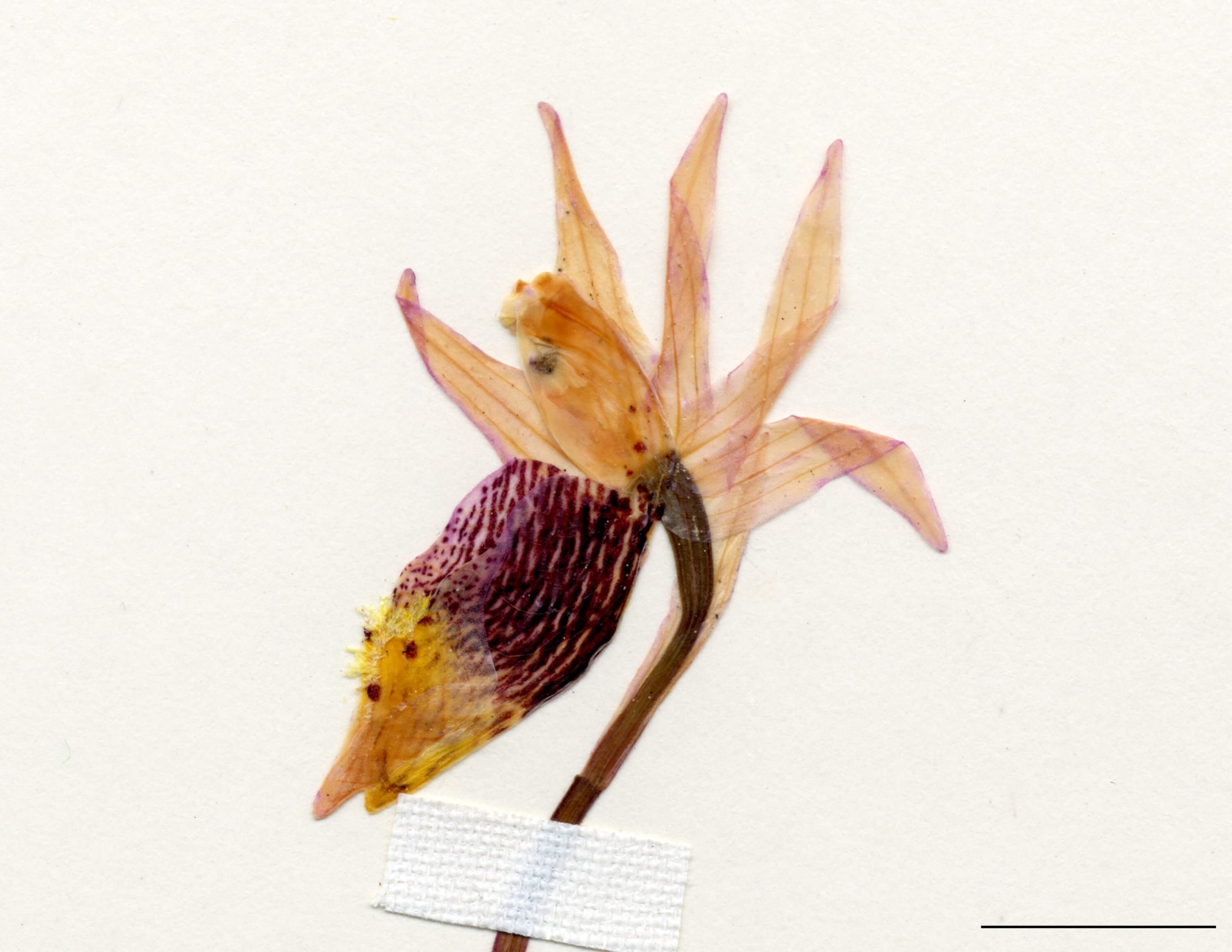 Fleur solitaire, portée à l’extrémité d’une hampe; sépales et pétales étalés, roses, rarement blancs; labelle oblong, en forme de sac, blanc ou rosé, strié de pourpre et tacheté à l’ouverture, muni à la base de trois rangs de poils jaunes.