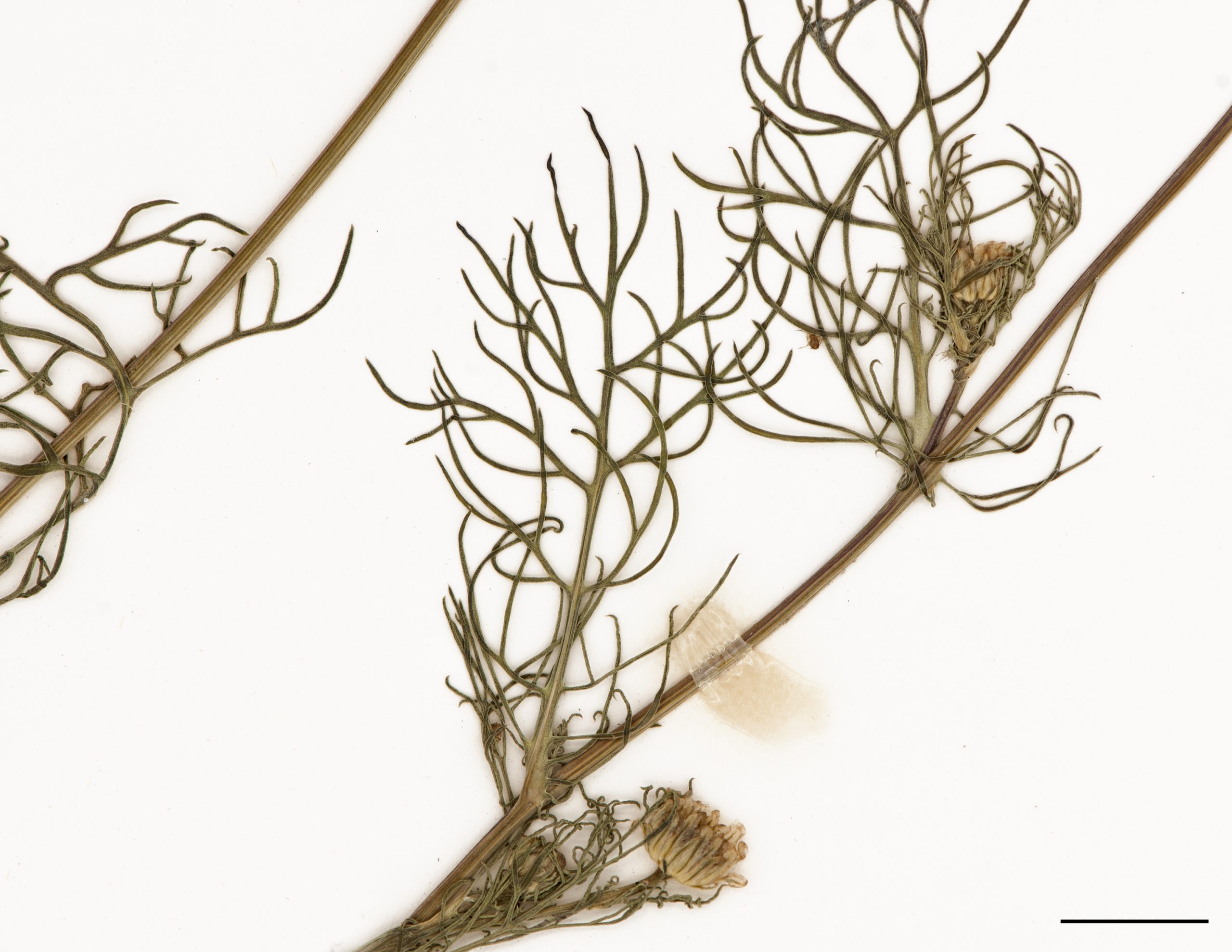 Feuilles glabres et très découpées, les segments ultimes sont allongés et linéaires.