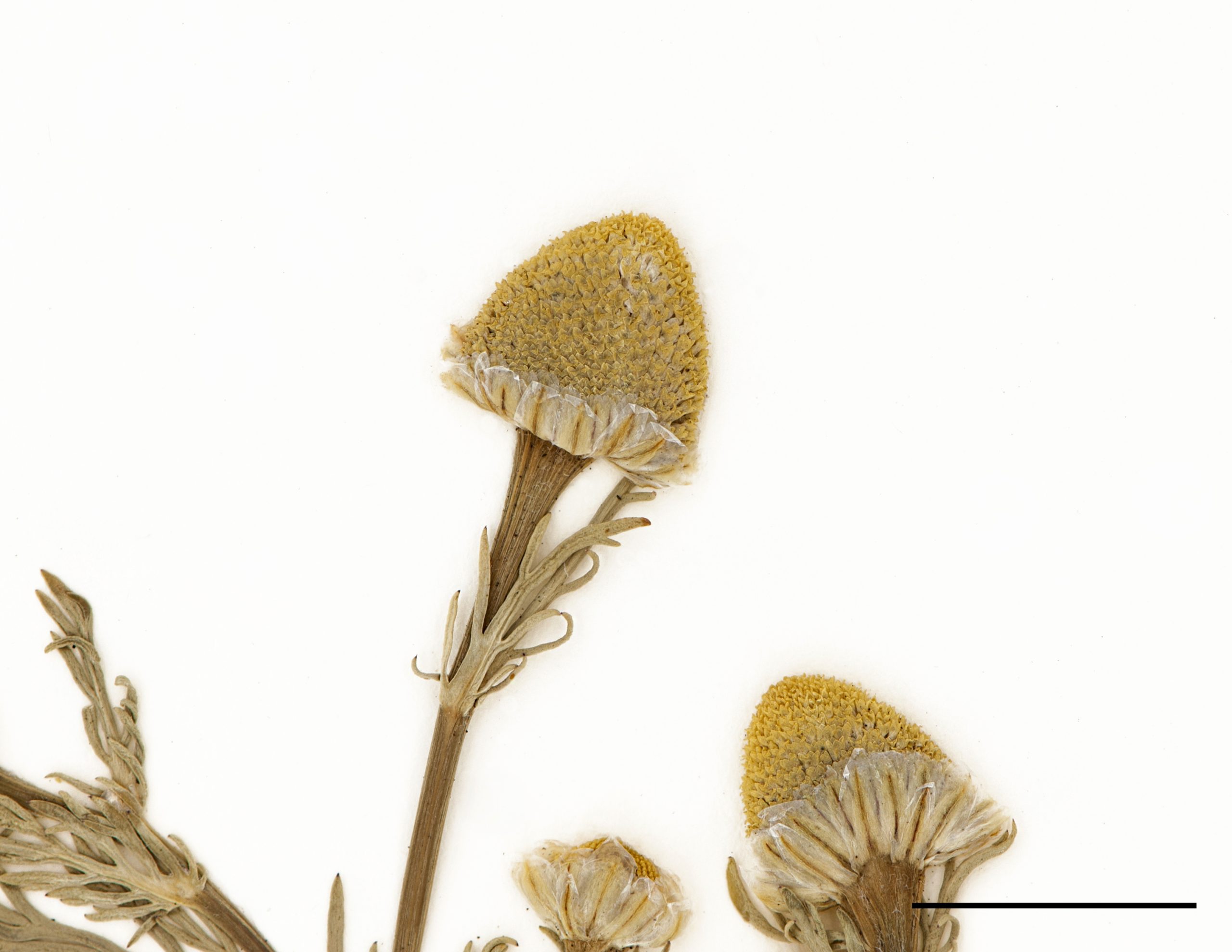 Fleurs jaunes réunies en petits capitules coniques et sans rayons.
