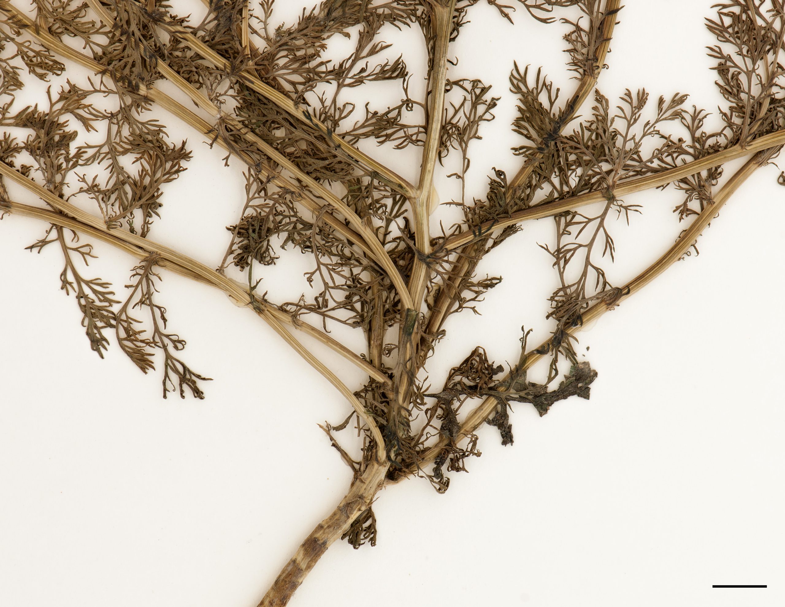 Tige très ramifiée et courte, plante glabre et aromatique.