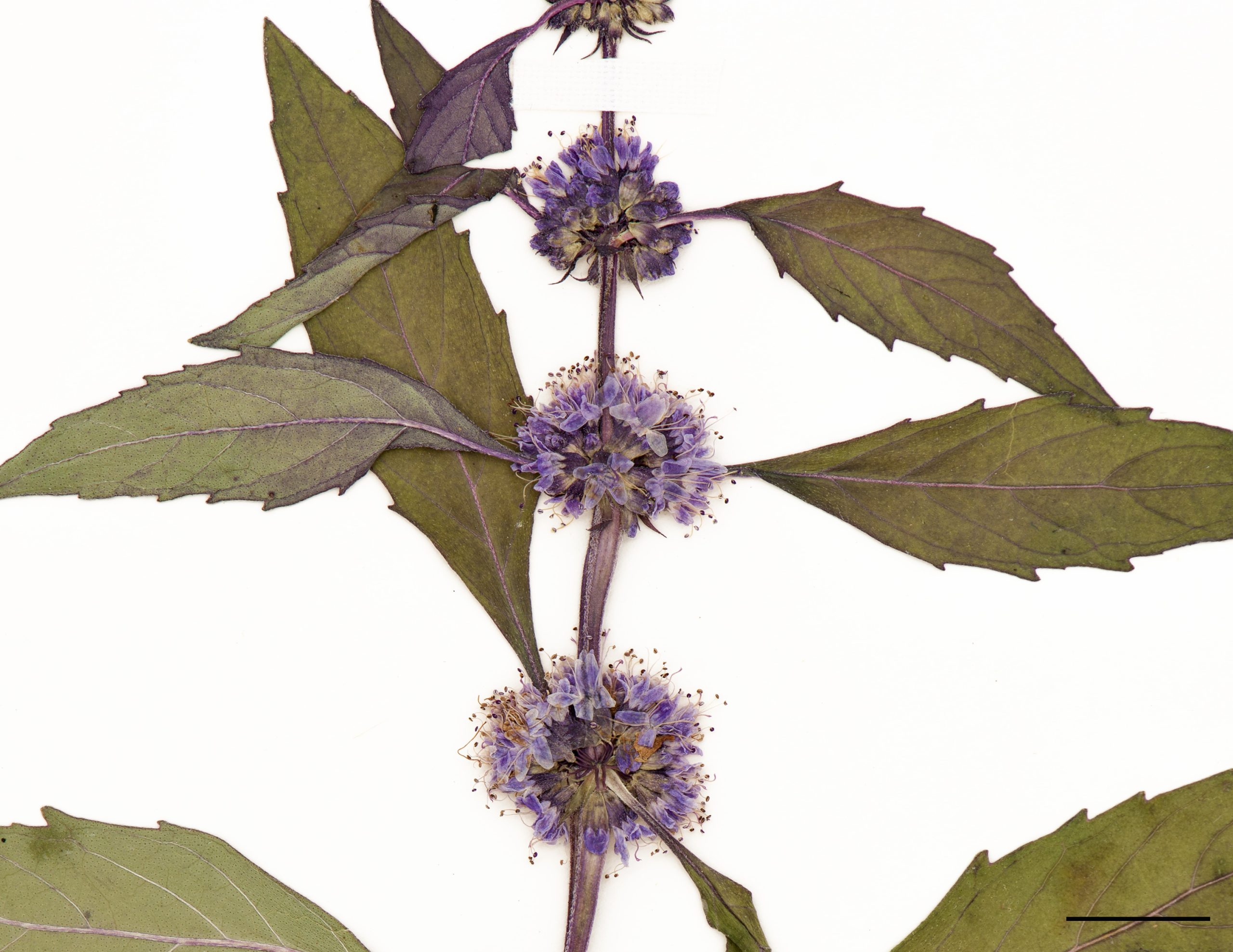 Petites fleurs blanches, roses ou violet pâle; en verticilles compacts à l’aisselle des feuilles.