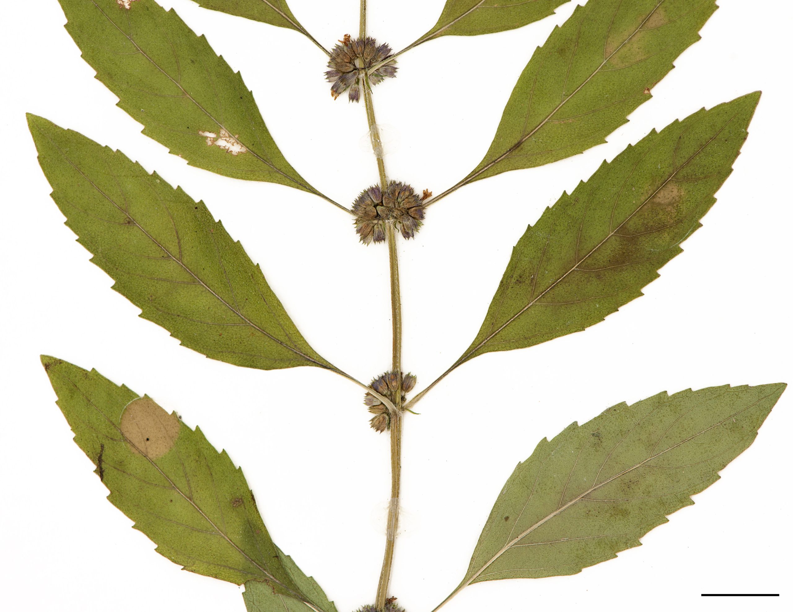 Feuilles opposées, larges et ovées, courtement pétiolées; avec une marge munie de dents arquées vers l’apex.