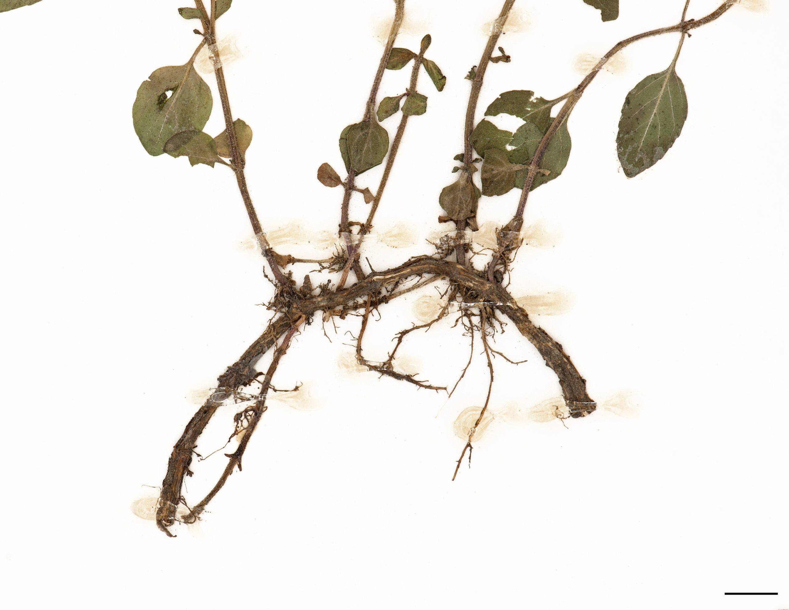 Plante aromatique produisant des rhizomes.