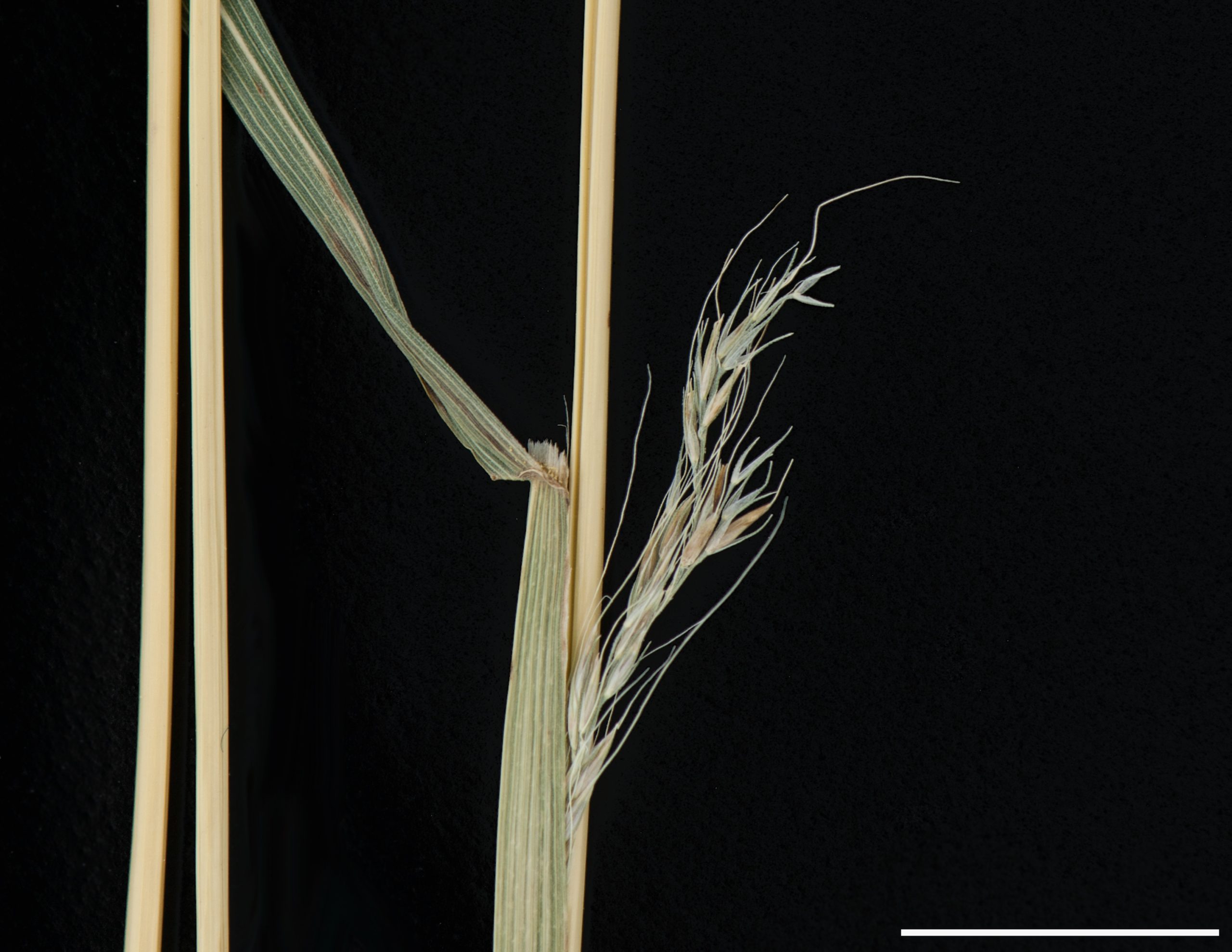 Plante glabre; ligule membraneuse.