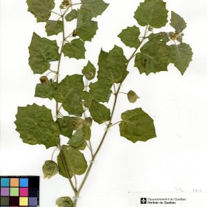 Coqueret hétérophylle