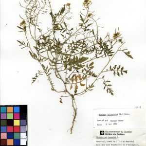 Rorippe sylvestre