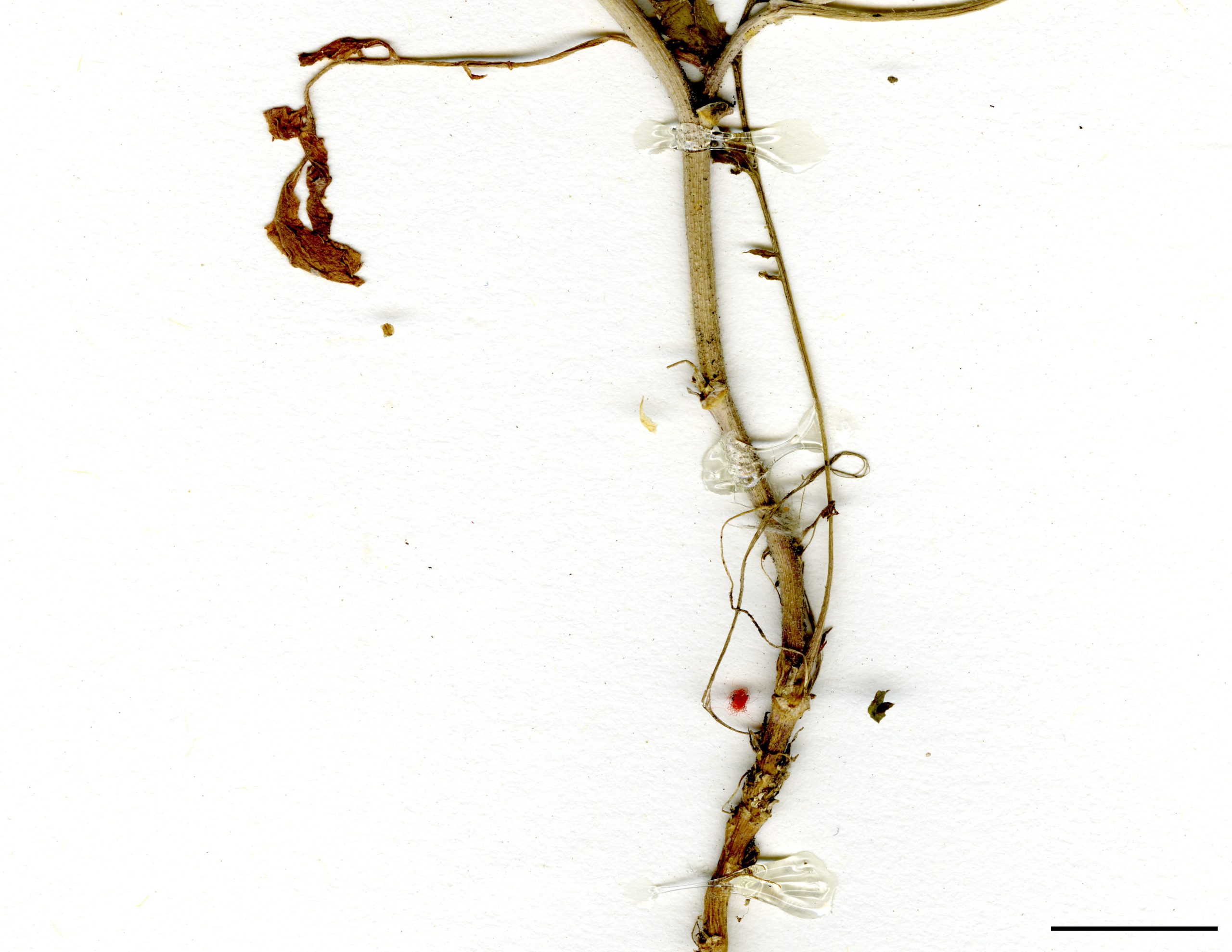 Plante produisant de nombreux rhizomes.