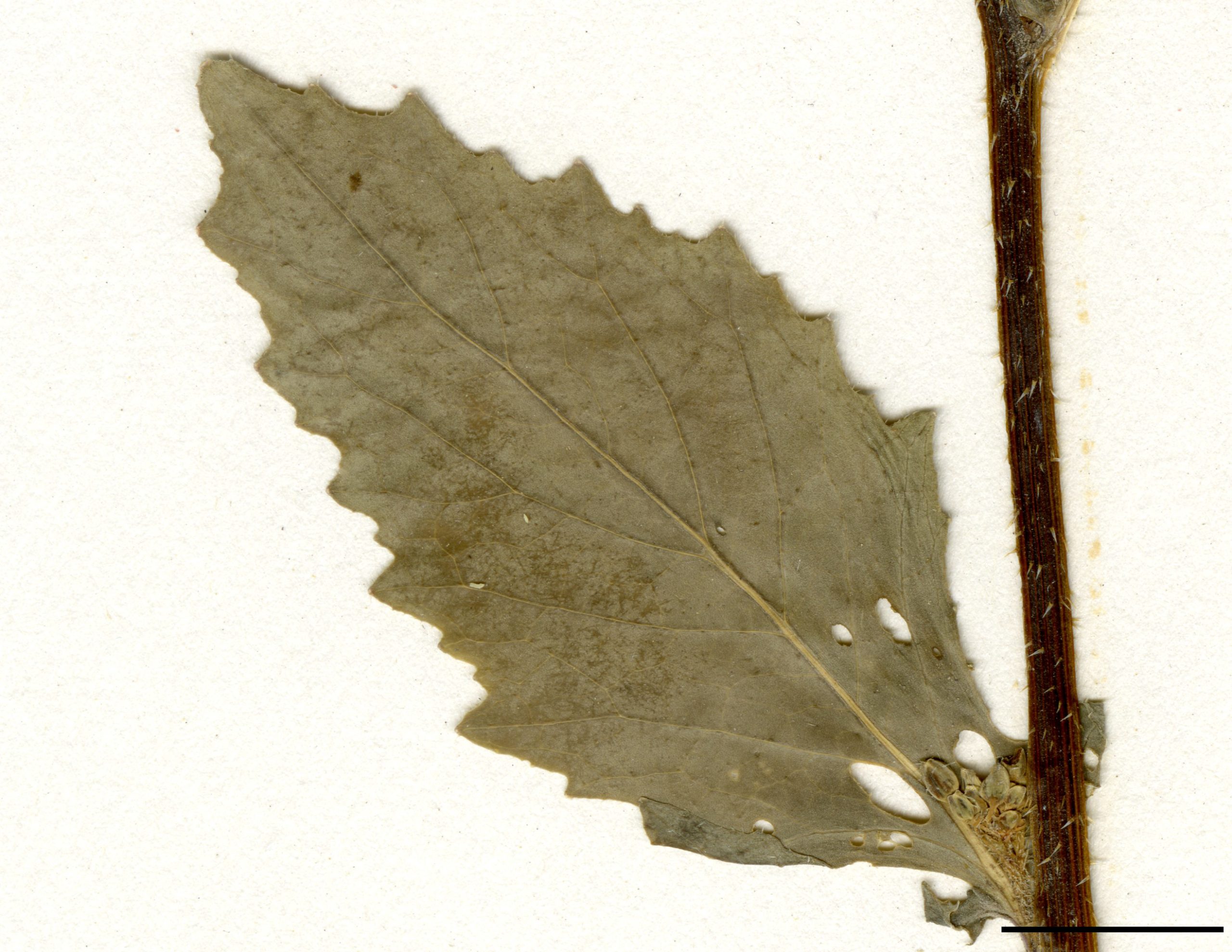 Feuilles du haut de la tige simplement dentées, non pétiolées.