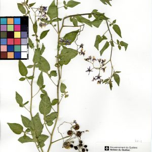 Morelle douce-amère