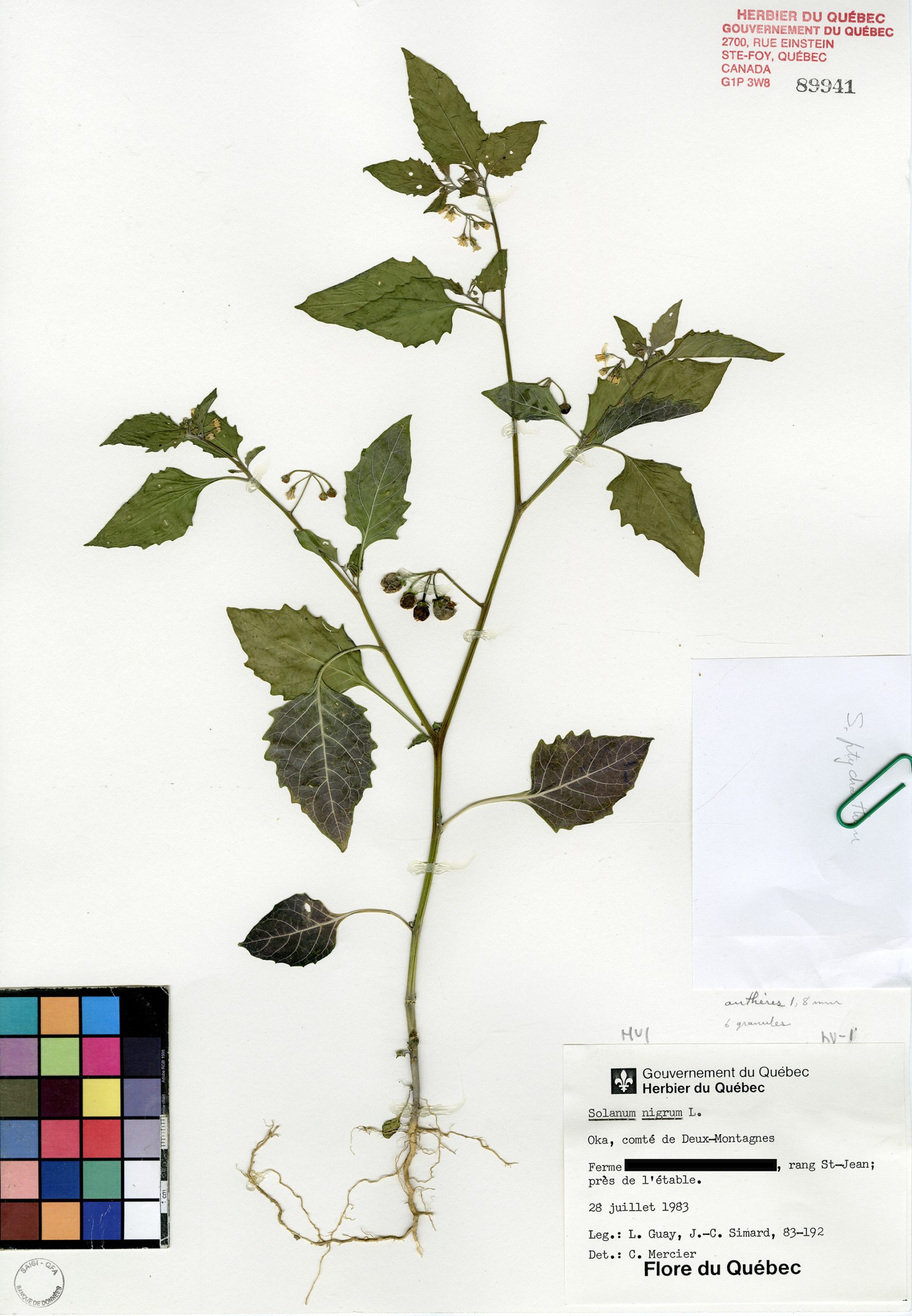 Morelle noire de l'Est