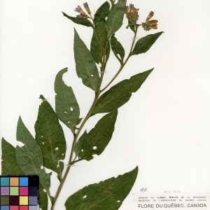 Consoude officinale
