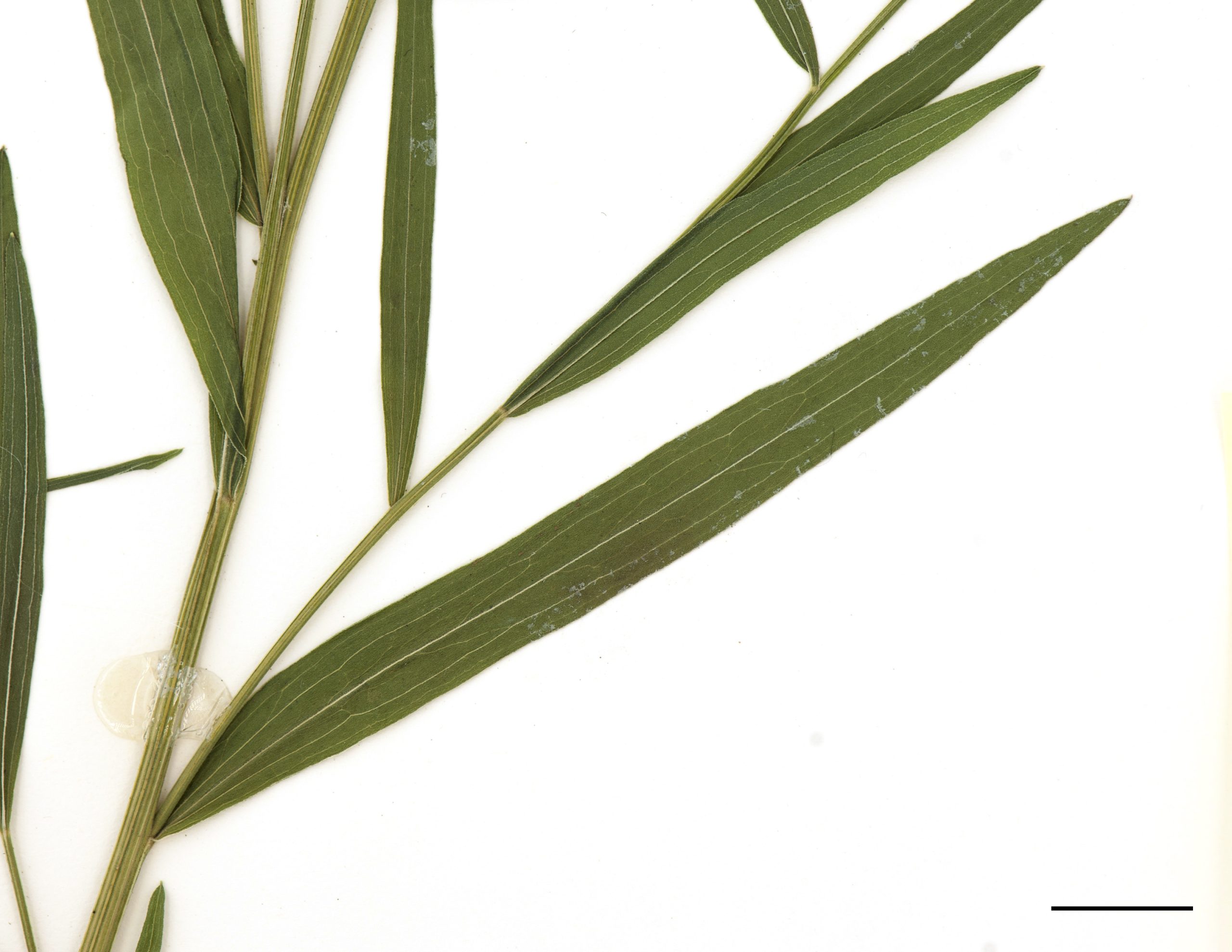 Feuilles nombreuses, glabres, étroites et entières (graminoïdes).