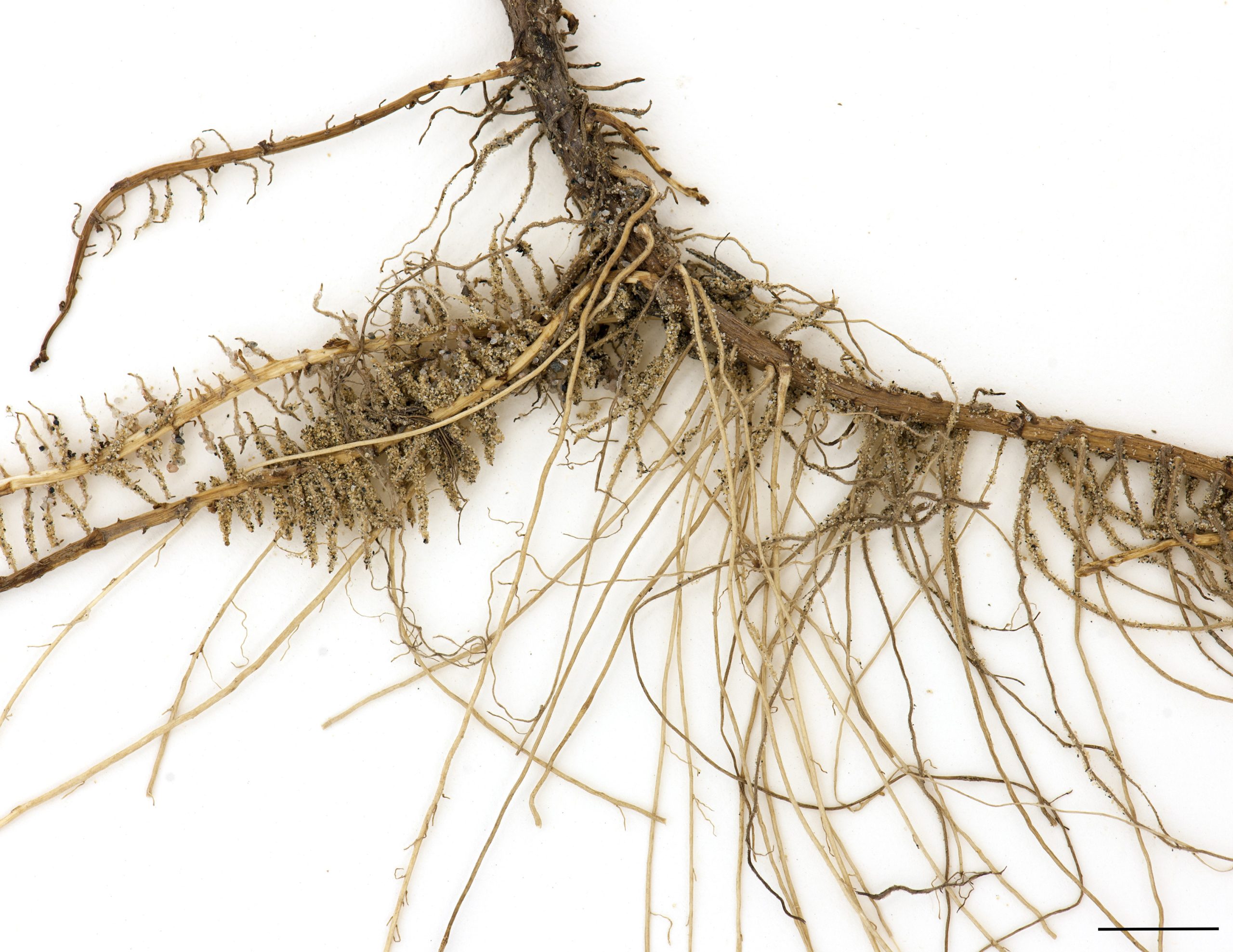 Rhizome long et fort, portant de nombreuses racines fasciculées.