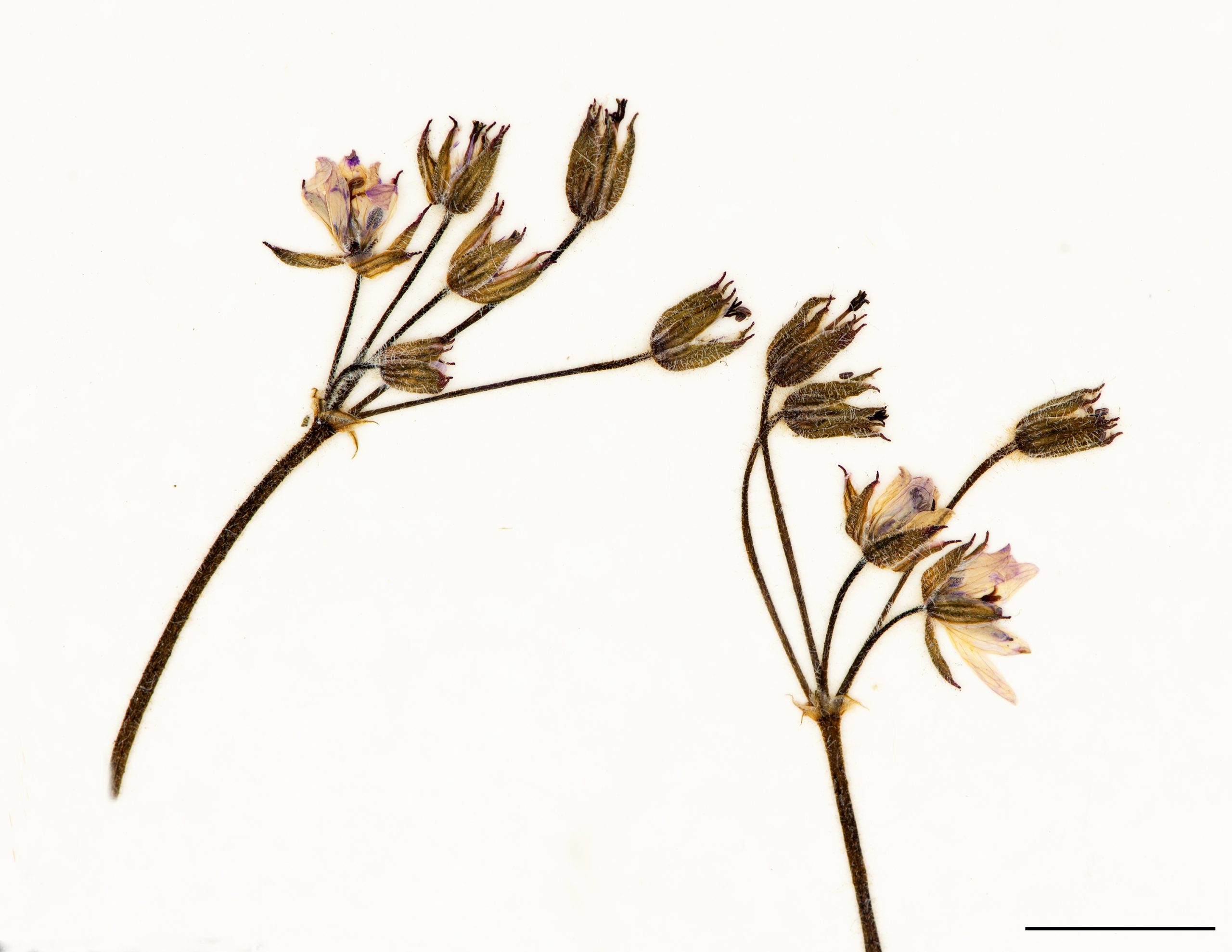 Fleurs groupées (en cyme) par 2 à 8 au sommet de pédoncules, chaque fleur portée par un long pédicelle, les pétales sont de couleur rose à pourpre.