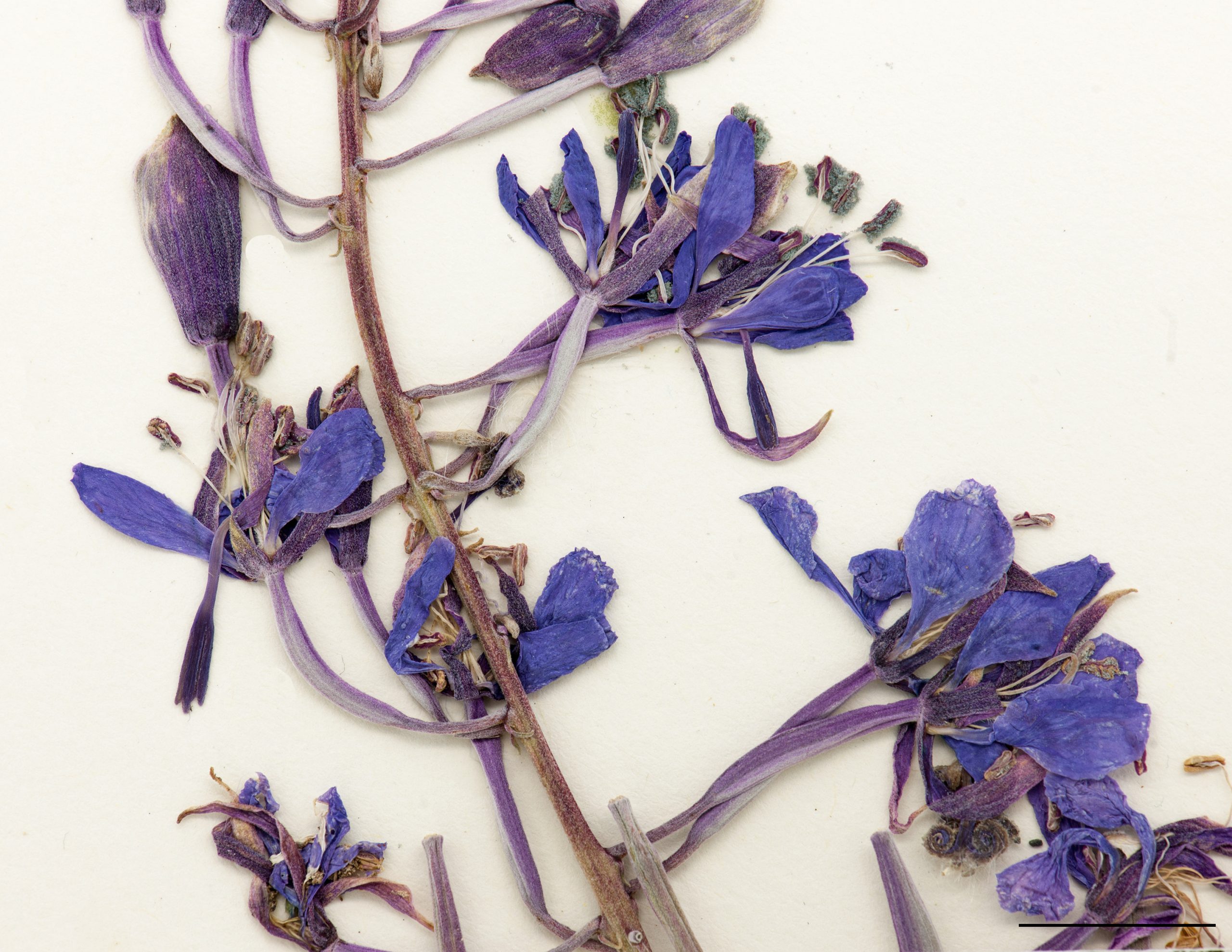 Fleurs violettes ou pourpres et réunies en épi