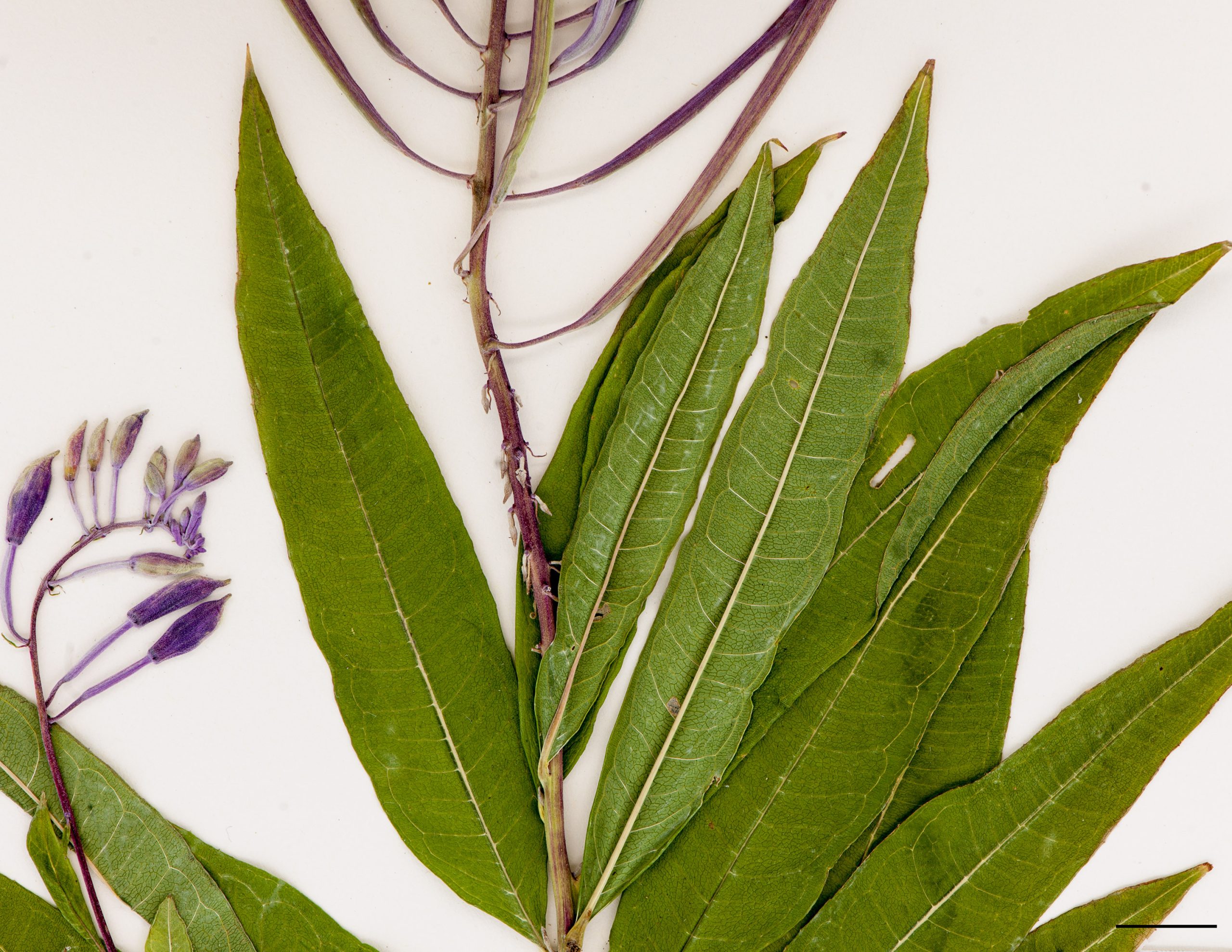 Feuilles lancéolées, marge du limbe partiellement enroulée