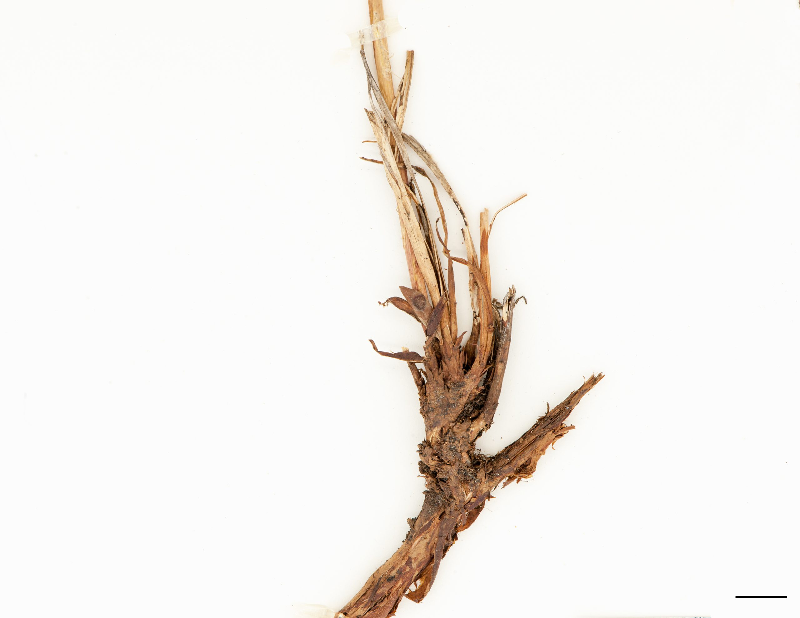 Rhizome fort