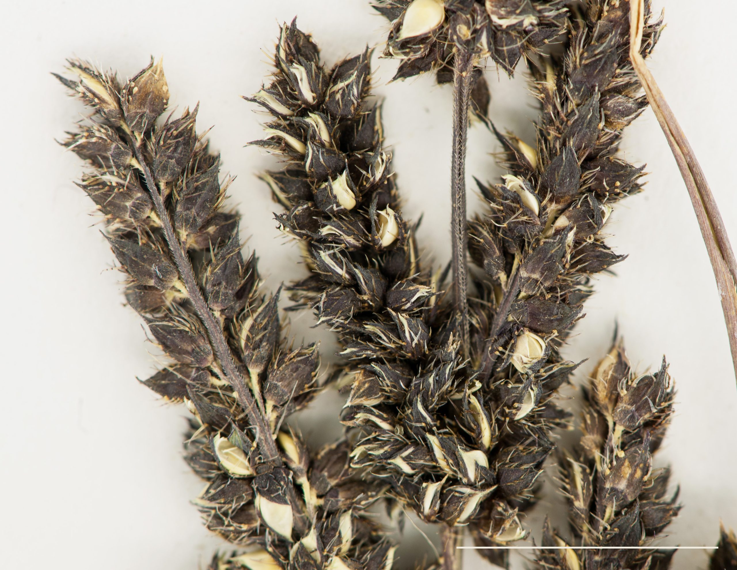 Épillets, section de panicule