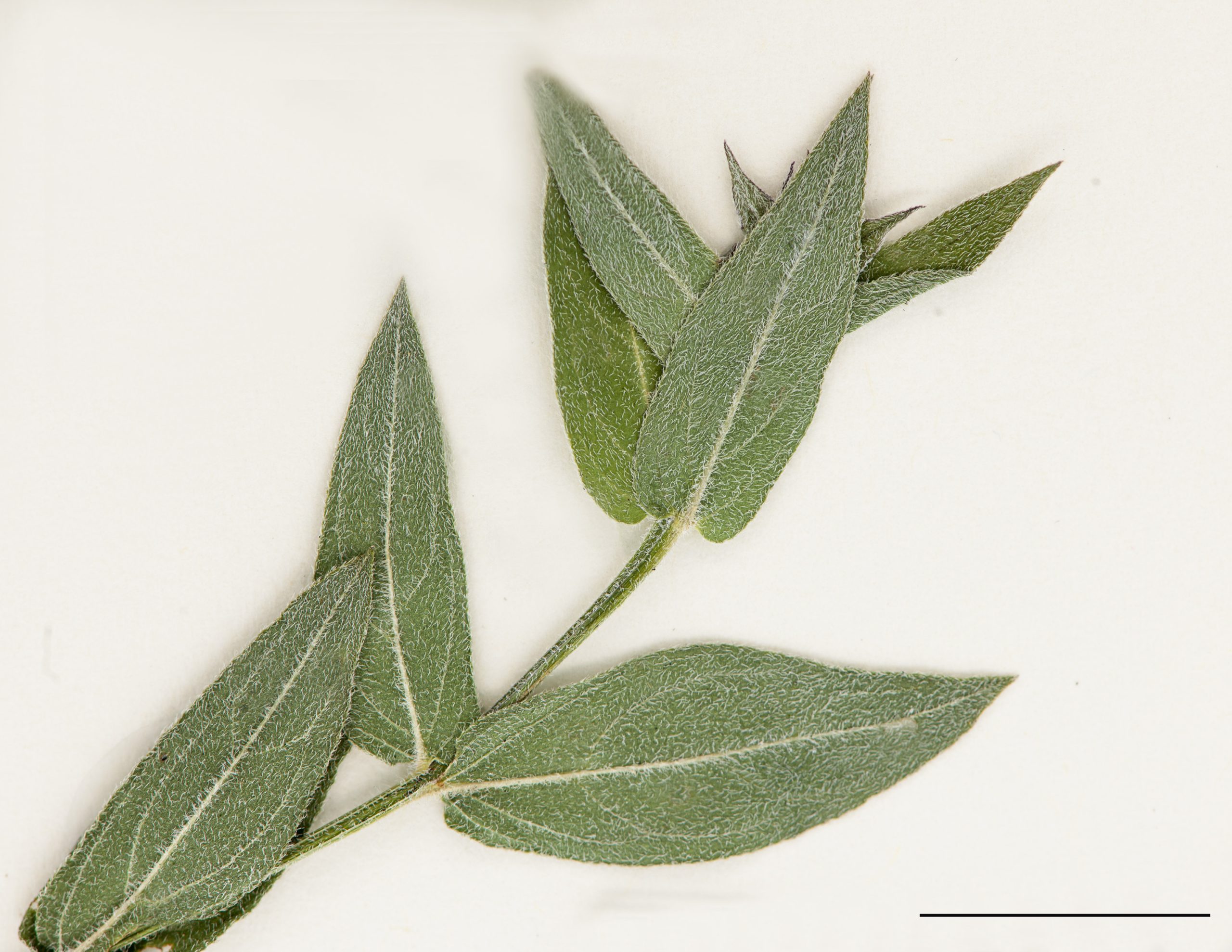 Feuilles opposées